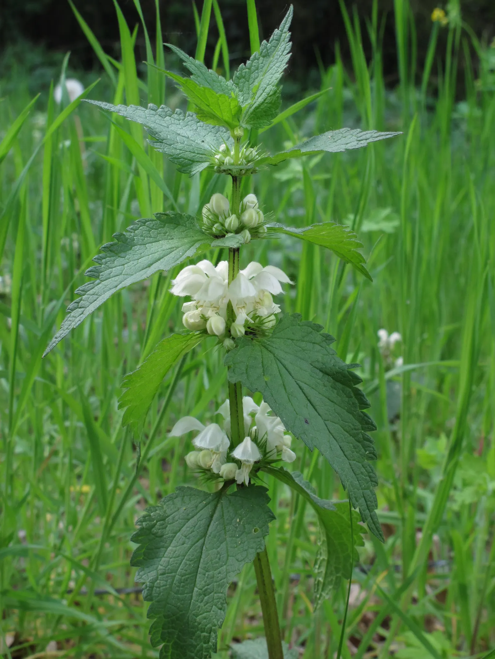 Dead Nettle (Lamium Maculatum) — tubular flowers bloom in shades of pink