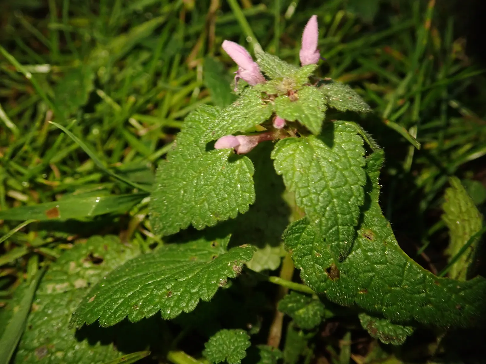 Dead Nettle (Lamium Maculatum) — Blooms appear in late spring to early summer; these blooms contrast well with the foliage and can intermittently, image 78