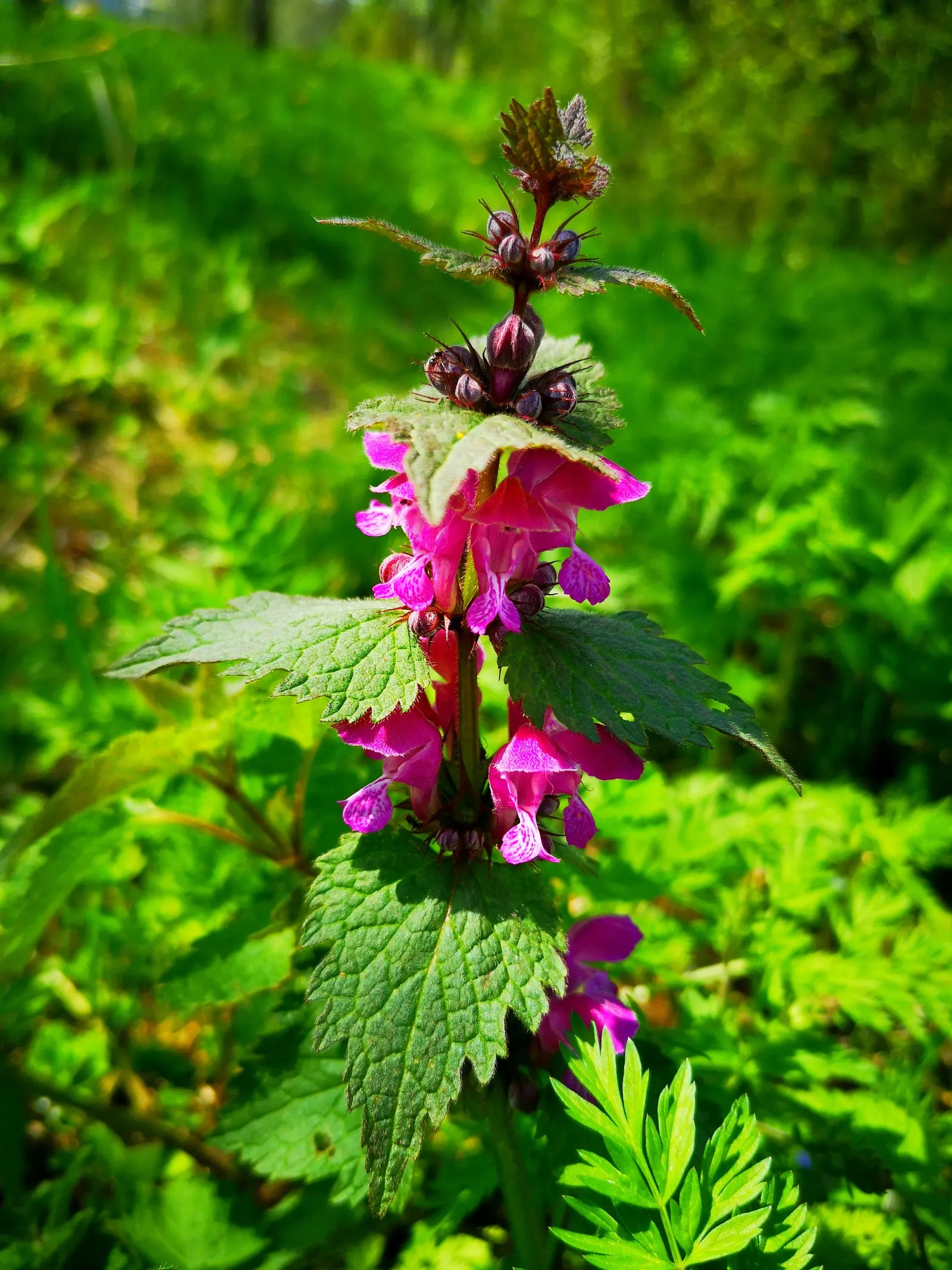 Dead Nettle (Lamium Maculatum) — well-drained soil with a pH that is neutral to slightly acidic; tubular flowers bloom in shades of pink, image 208