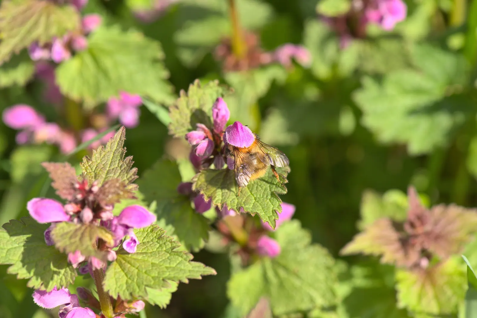 Dead Nettle (Lamium Maculatum) — Blooms appear in late spring to early summer; these blooms contrast well with the foliage and can intermittently, image 174
