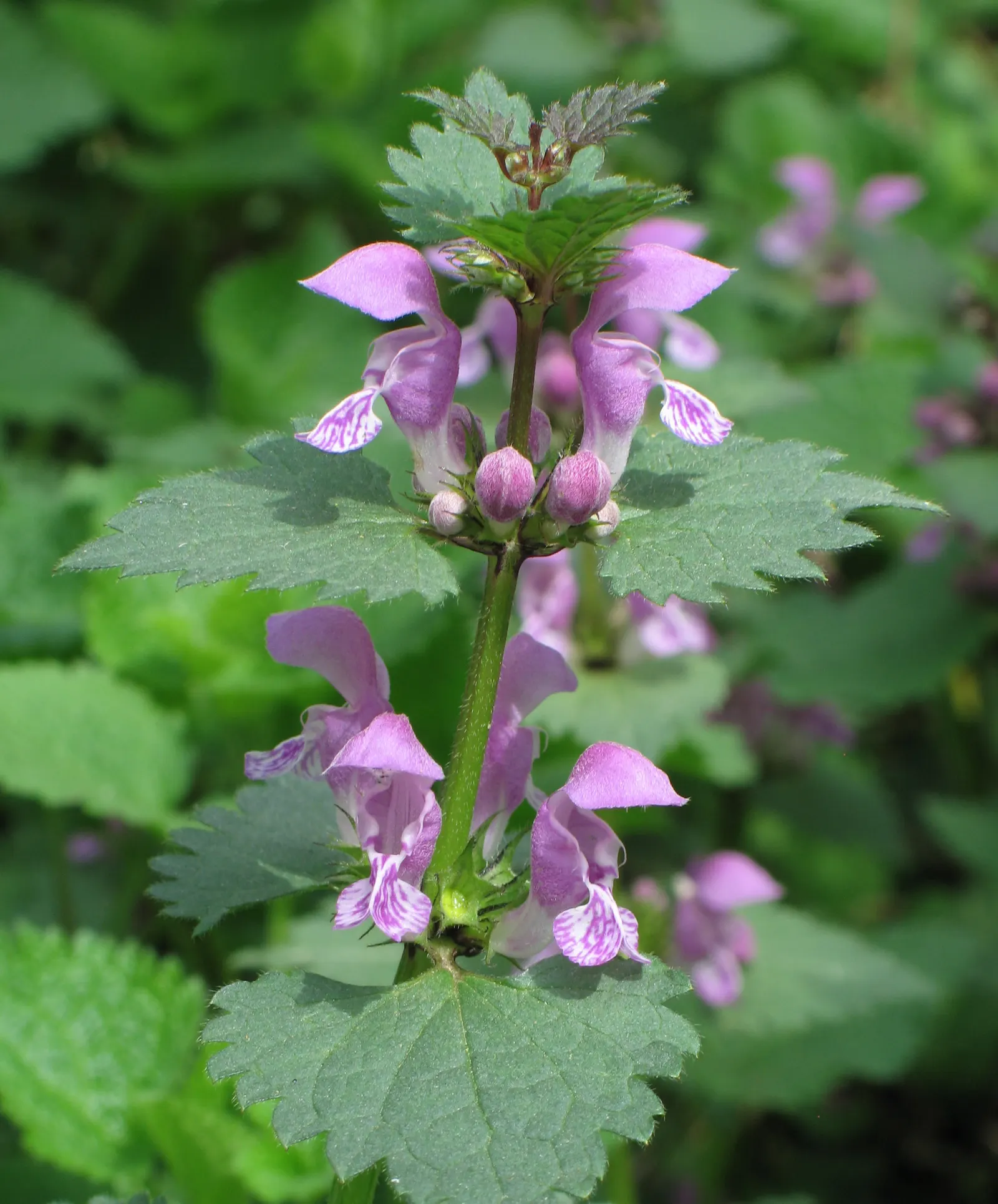 Dead Nettle (Lamium Maculatum) — adding a pop of color and aesthetic appeal