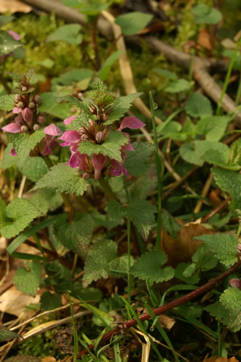 Dead Nettle (Lamium Maculatum) — Its low maintenance and deer resistance make it a preferred choice for woodland gardens and shaded borders, image 221