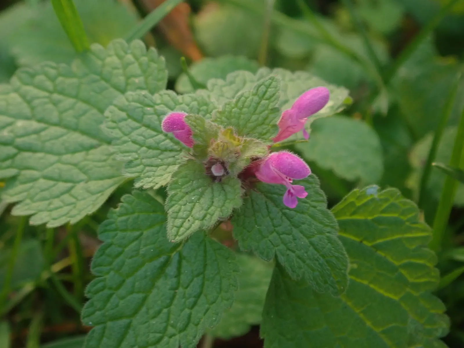 Dead Nettle (Lamium Maculatum) — Recognized for its variegated foliage; its low maintenance and deer resistance make it a preferred choice for, image 80