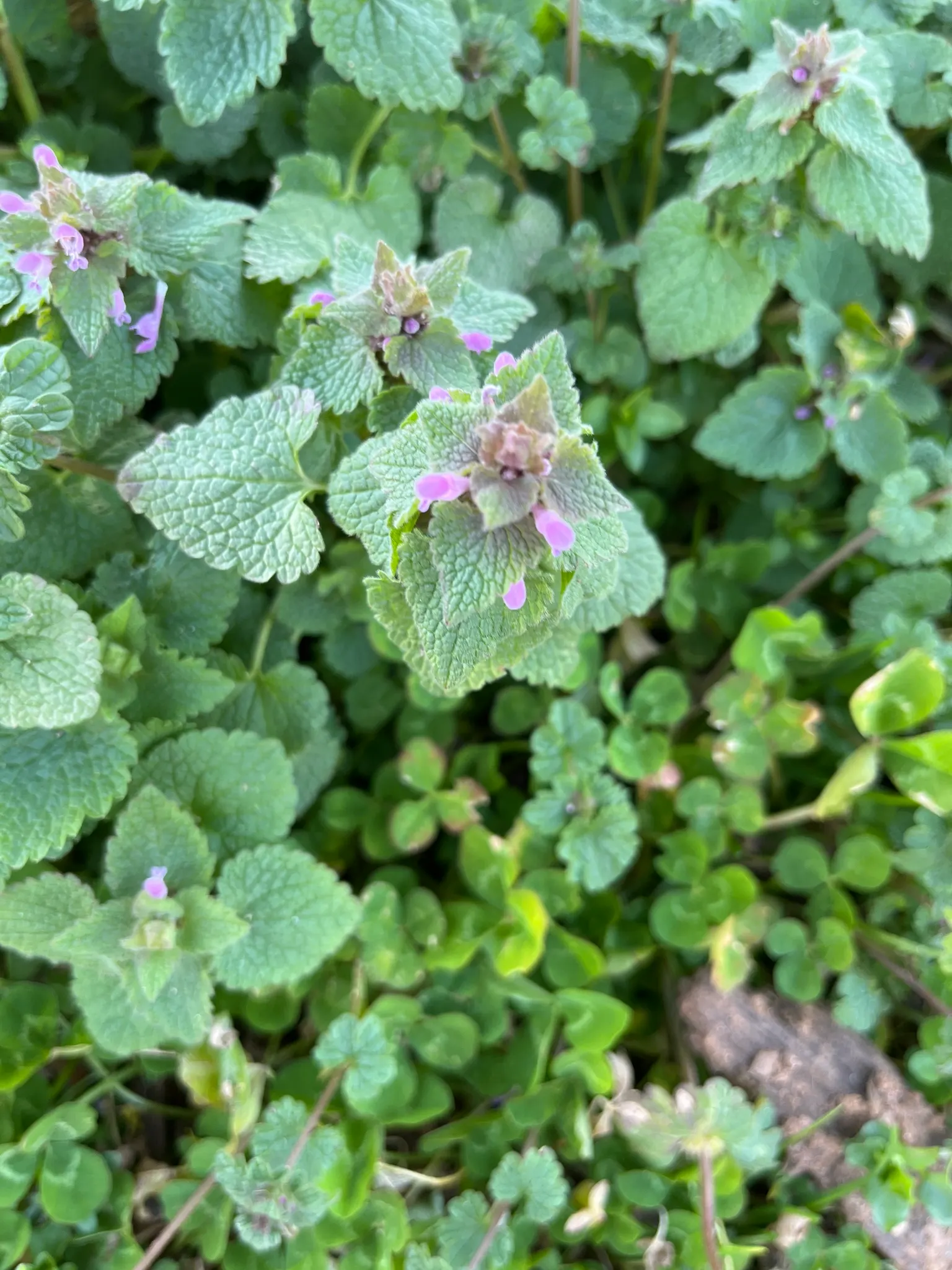 Dead Nettle (Lamium Maculatum) — ground cover for half or shade; when mapping out your landscape design, image 96