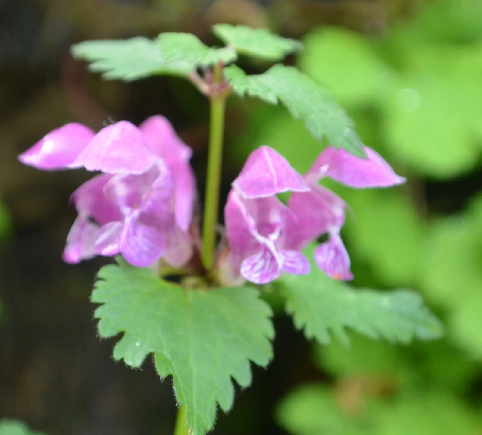 Dead Nettle (Lamium Maculatum) — tubular flowers bloom in shades of pink; well-drained soil with a pH that is neutral to slightly acidic, image 253