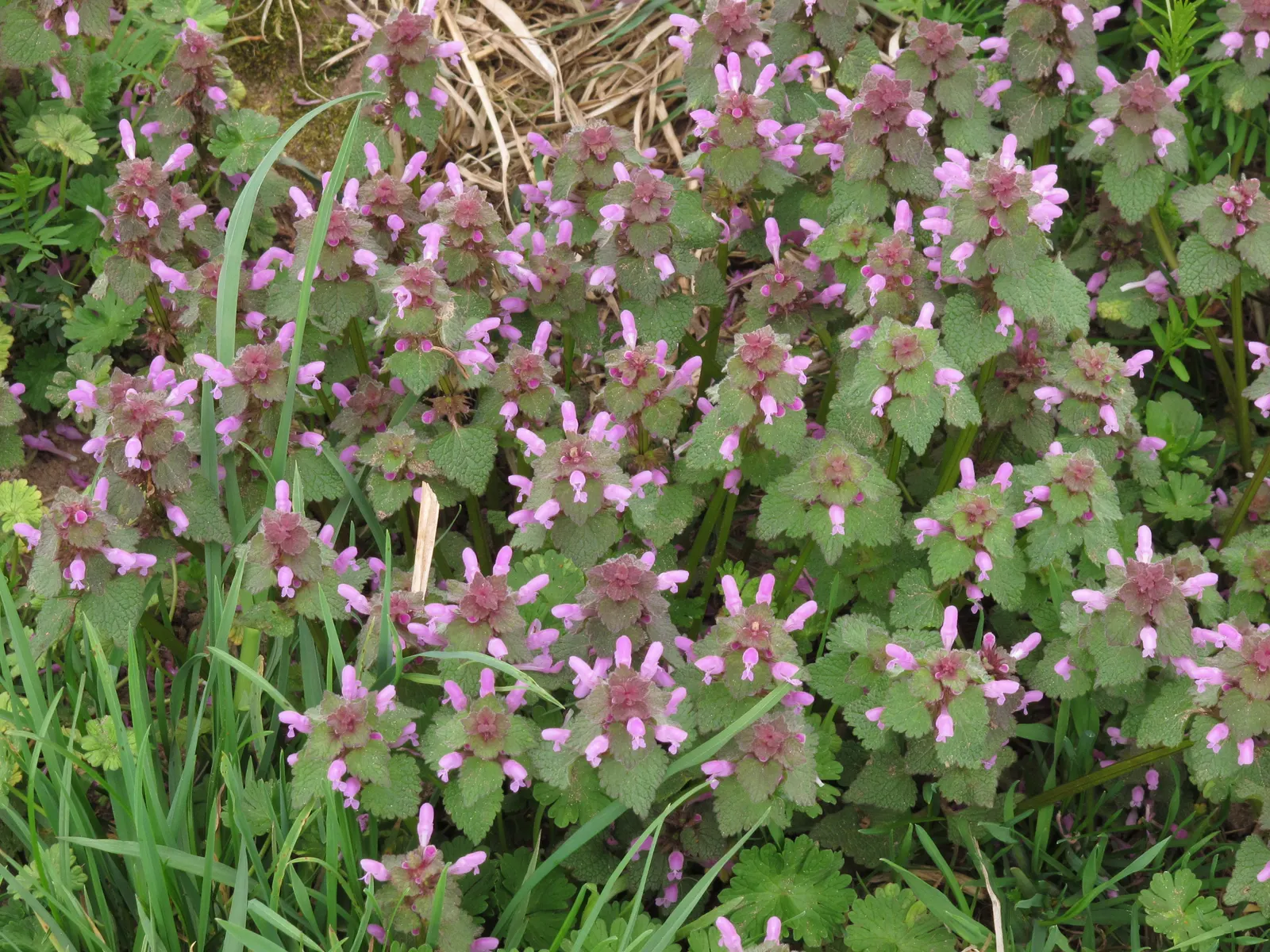 Dead Nettle (Lamium Maculatum) — Lamium maculatum is valued for its low maintenance needs