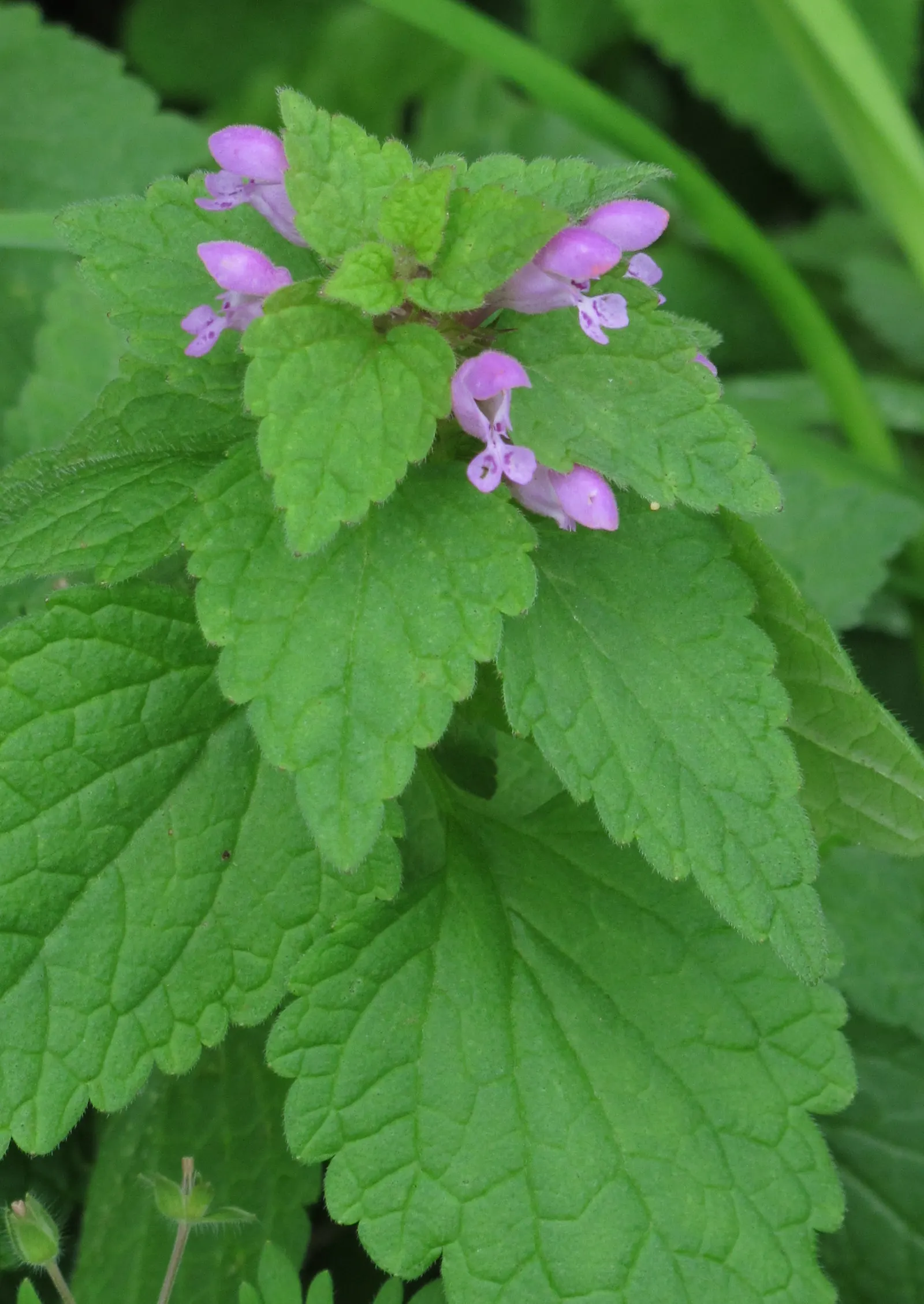 Dead Nettle (Lamium Maculatum) — ground cover with pink and white and yellow blooms; adding a pop of color and aesthetic appeal