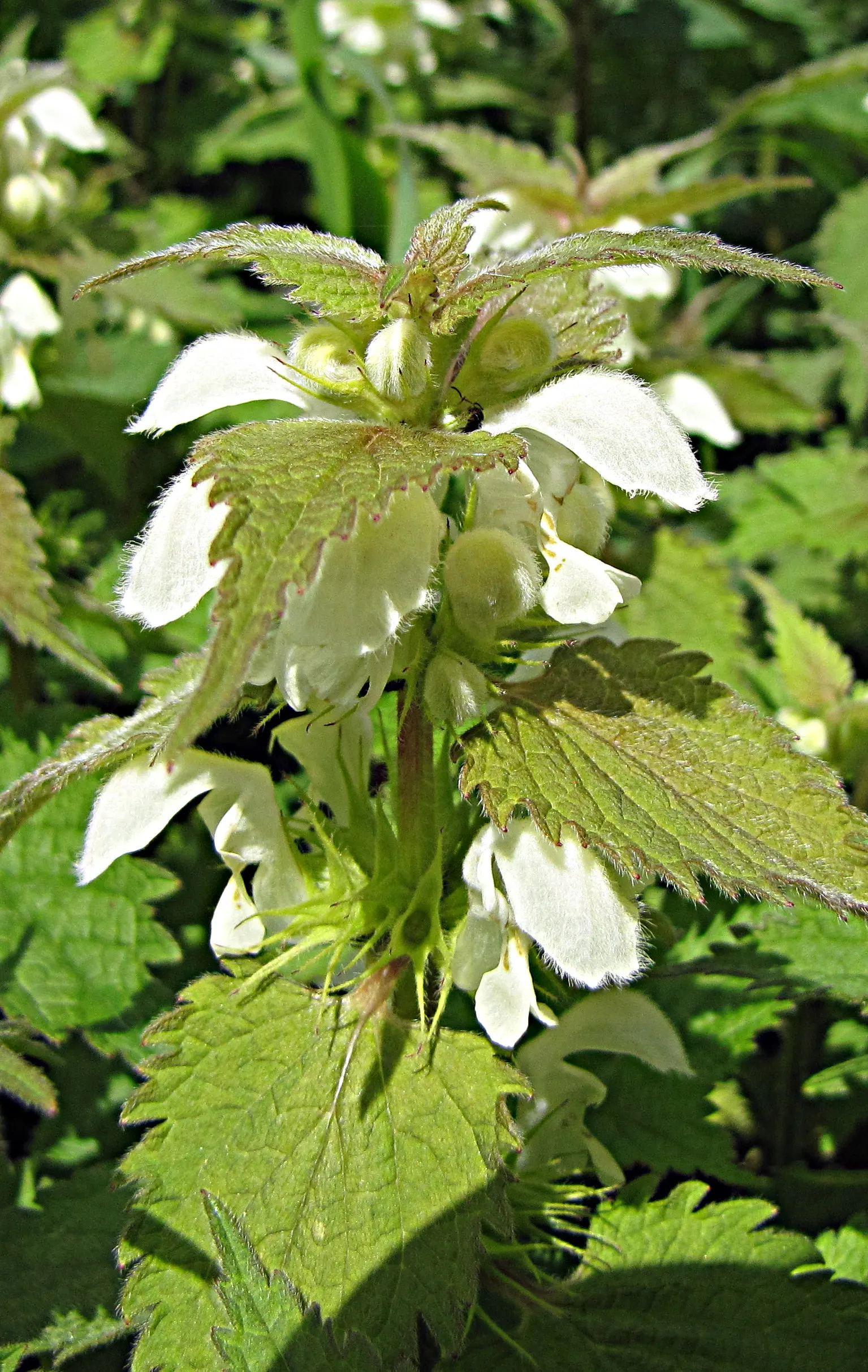 Dead Nettle (Lamium Maculatum) — These blooms contrast well with the foliage and can intermittently reappear throughout the growing season; blooms, image 87