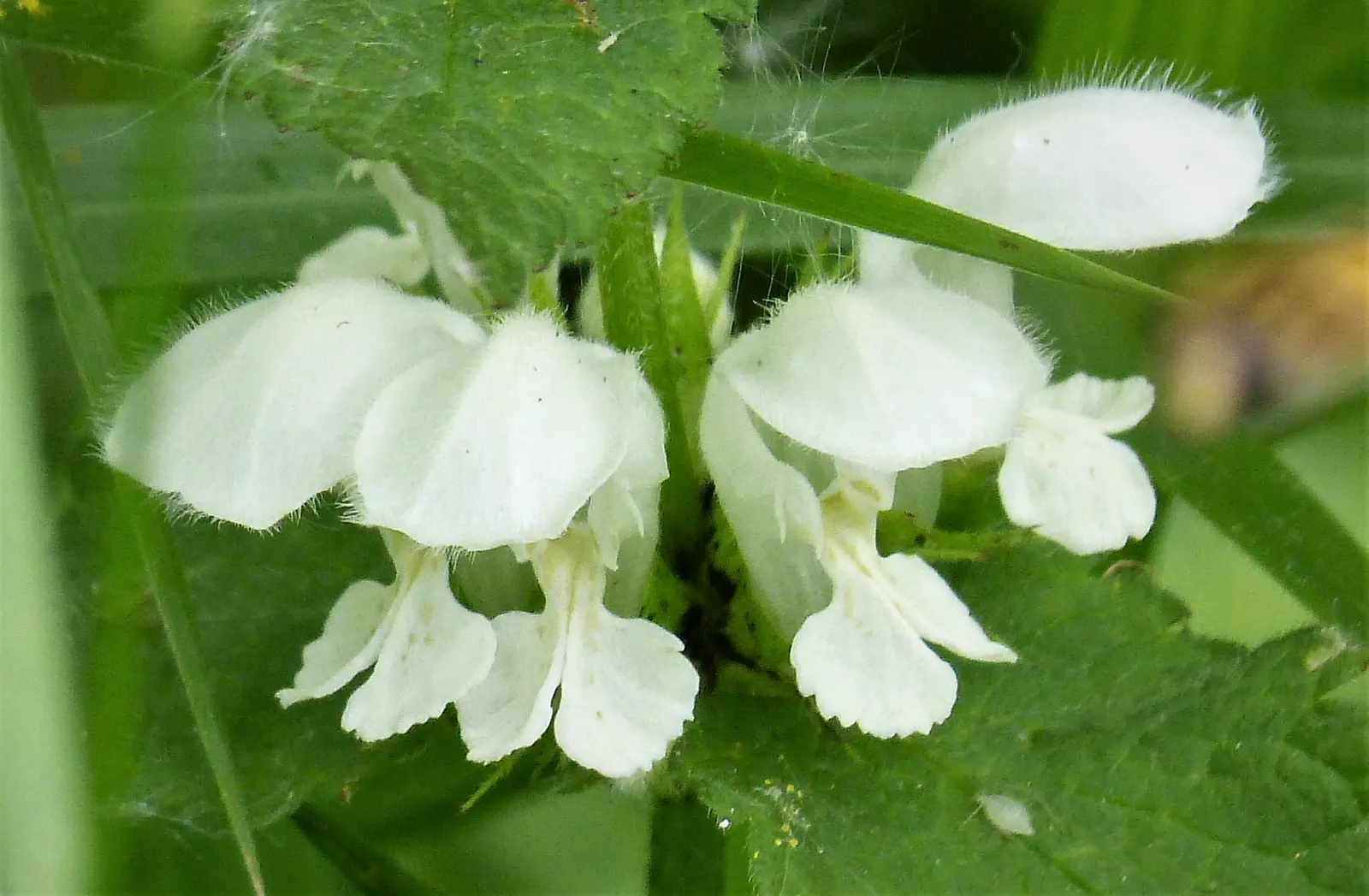 Dead Nettle (Lamium Maculatum) — with a distinctive silver marking on the broad; and attraction of pollinators such as bees, image 82