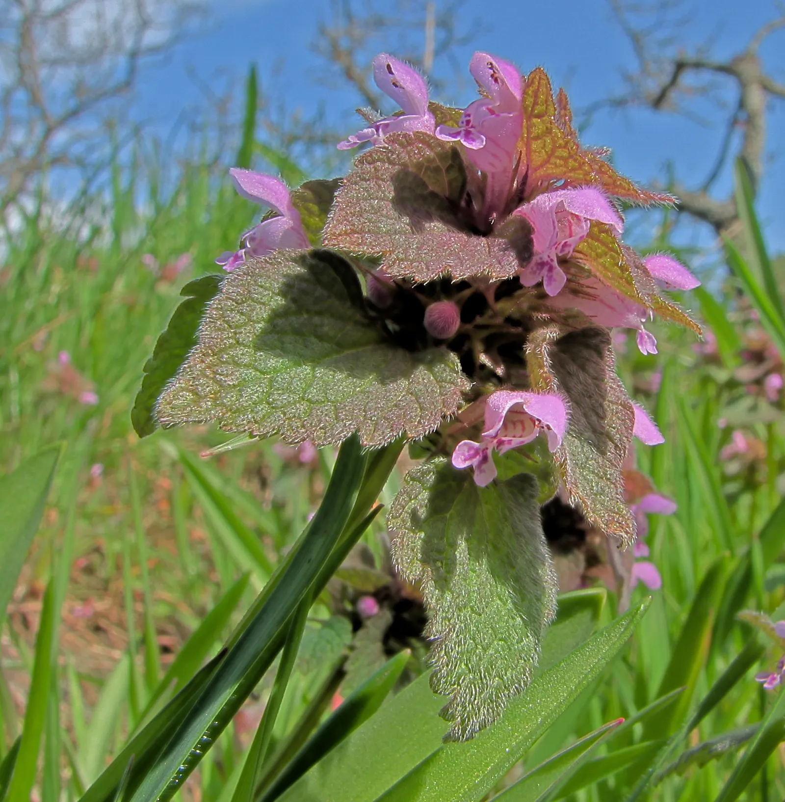 Dead Nettle (Lamium Maculatum) — heart-shaped green leaves; is a shade-tolerant perennial with variegated foliage and hooded pink, image 83