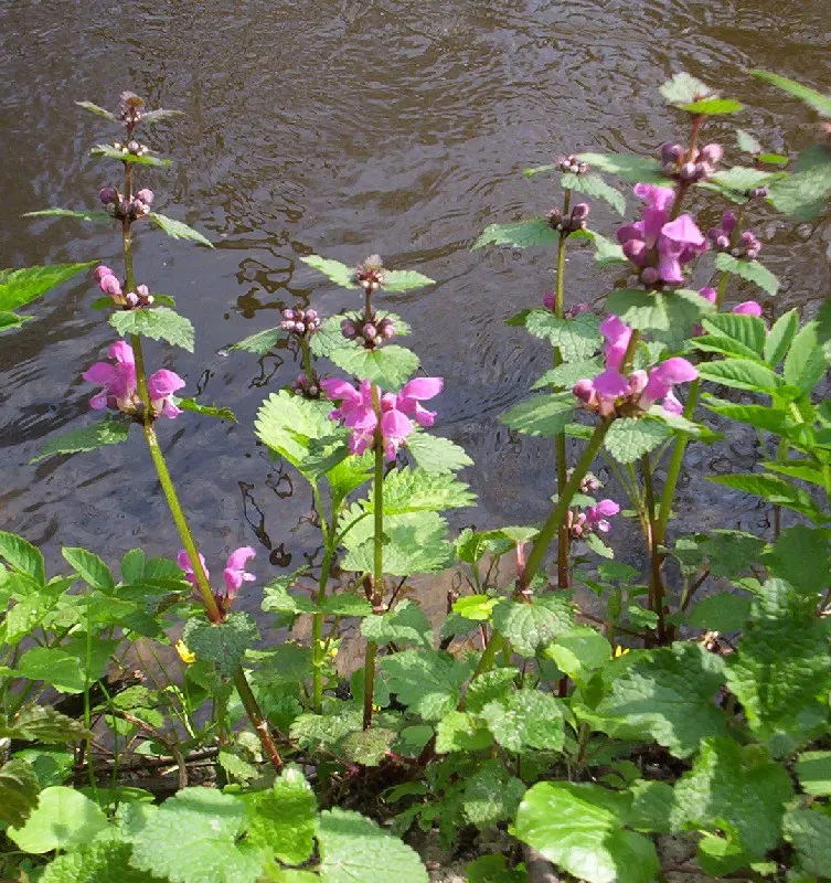 Dead Nettle (Lamium Maculatum) — It's an ideal selection for a client seeking to add texture and coverage with minimal upkeep; this plant tolerates, image 212