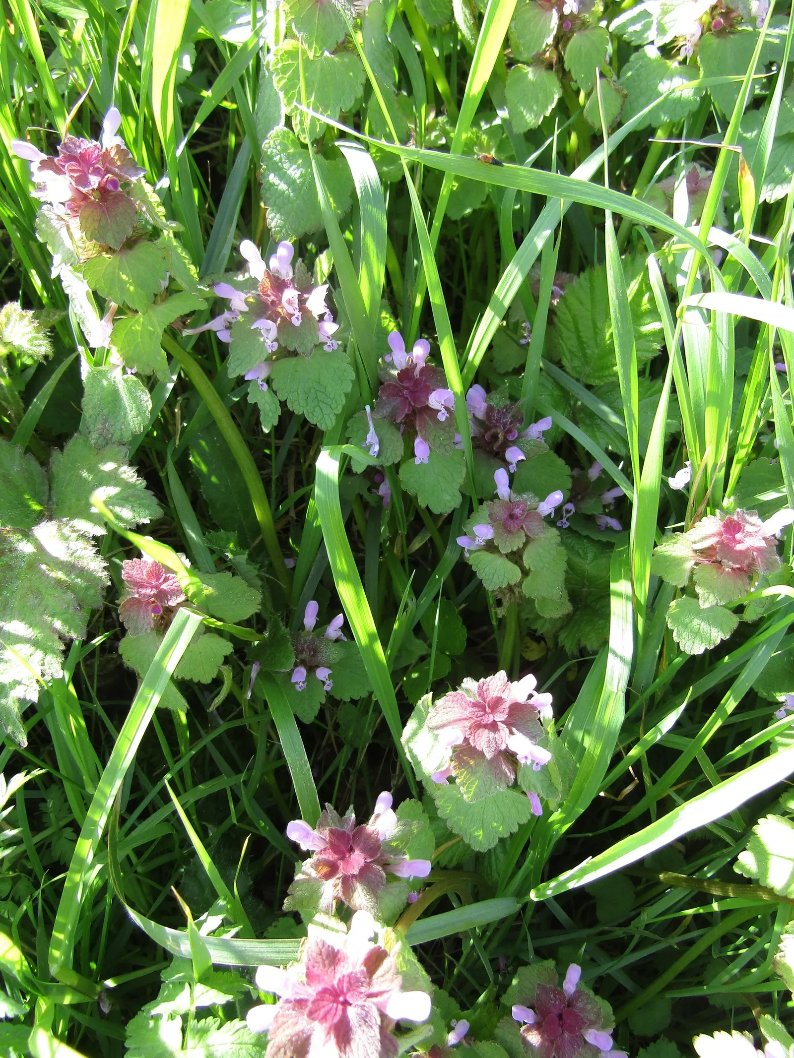 Dead Nettle (Lamium Maculatum) — Its low maintenance and deer resistance make it a preferred choice for woodland gardens and shaded borders, image 269