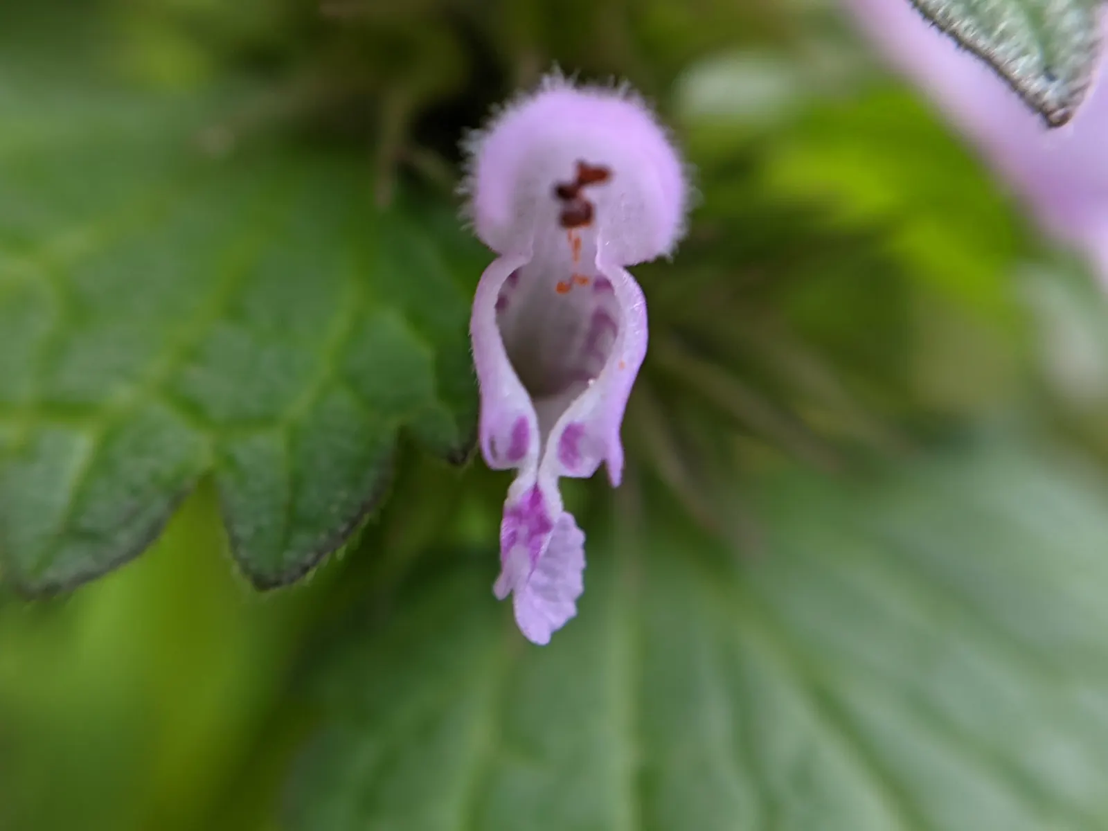 Dead Nettle (Lamium Maculatum) — ground cover for half or shade; when mapping out your landscape design, image 72