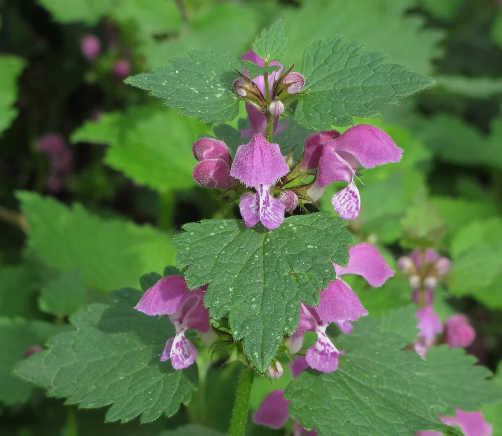 Dead Nettle (Lamium Maculatum) — These blooms contrast well with the foliage and can intermittently reappear throughout the growing season; blooms appear in