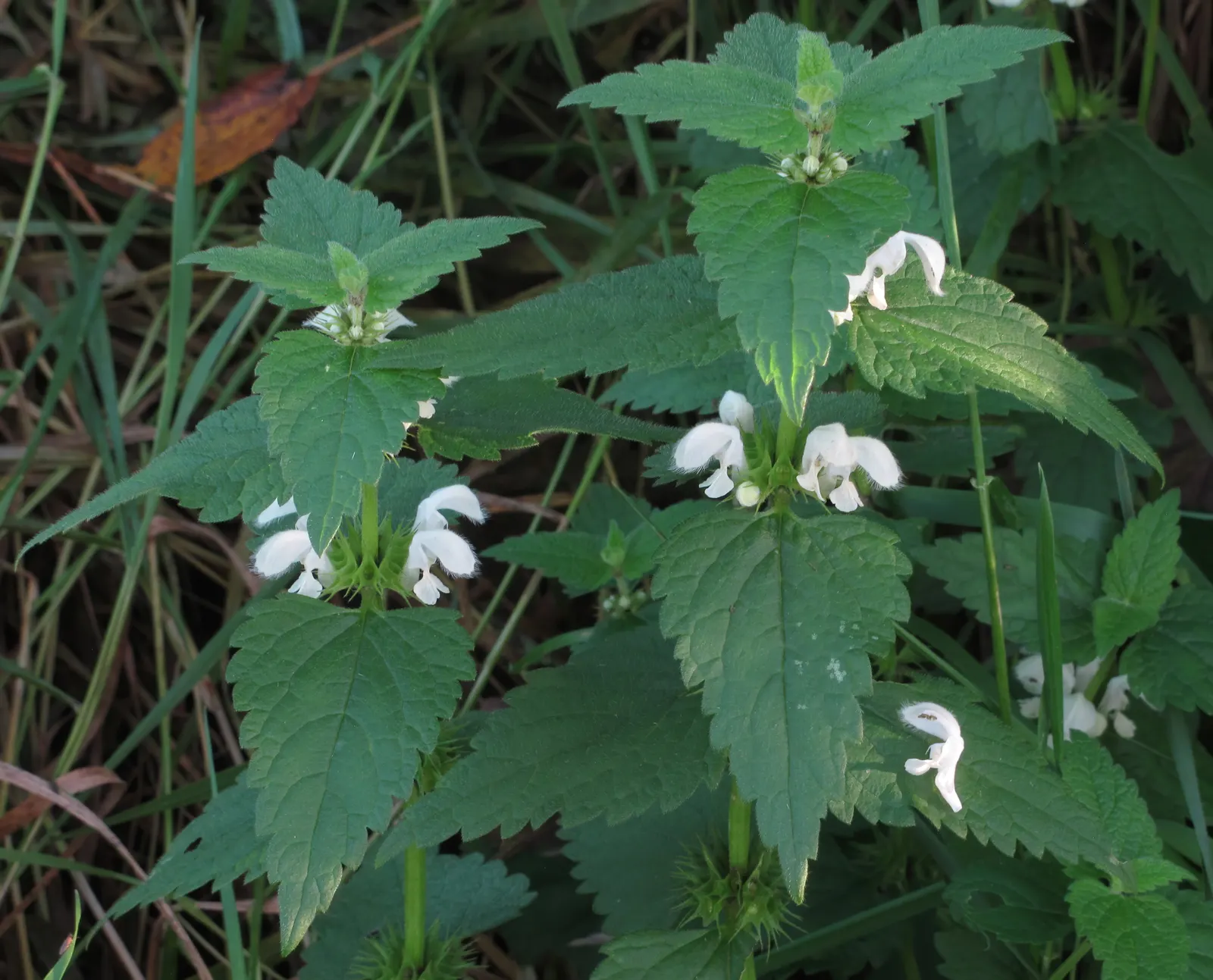 Dead Nettle (Lamium Maculatum) — Blooms appear in late spring to early summer; these blooms contrast well with the foliage and can intermittently, image 54