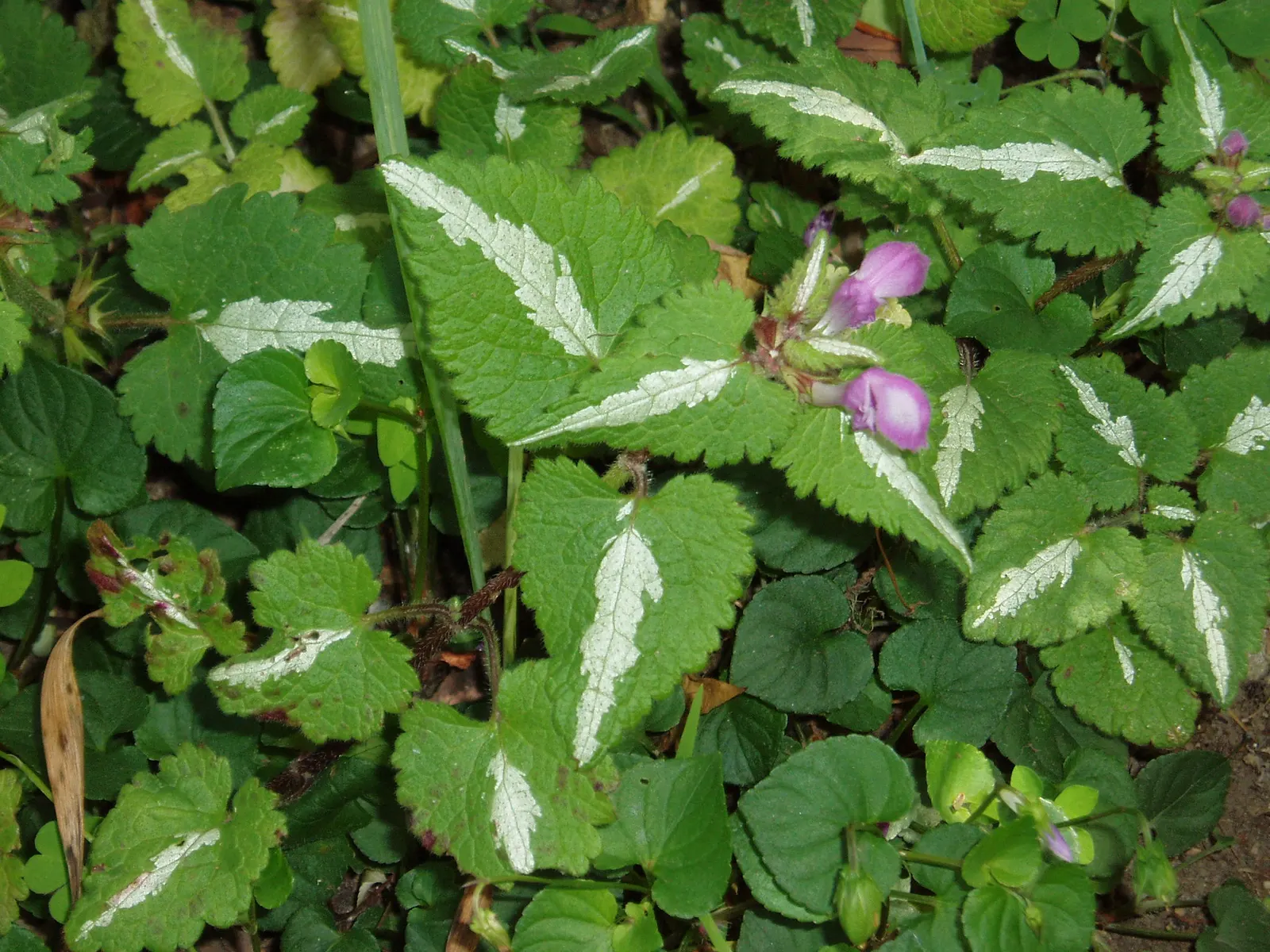 Dead Nettle (Lamium Maculatum) — with a distinctive silver marking on the broad; and attraction of pollinators such as bees, image 202