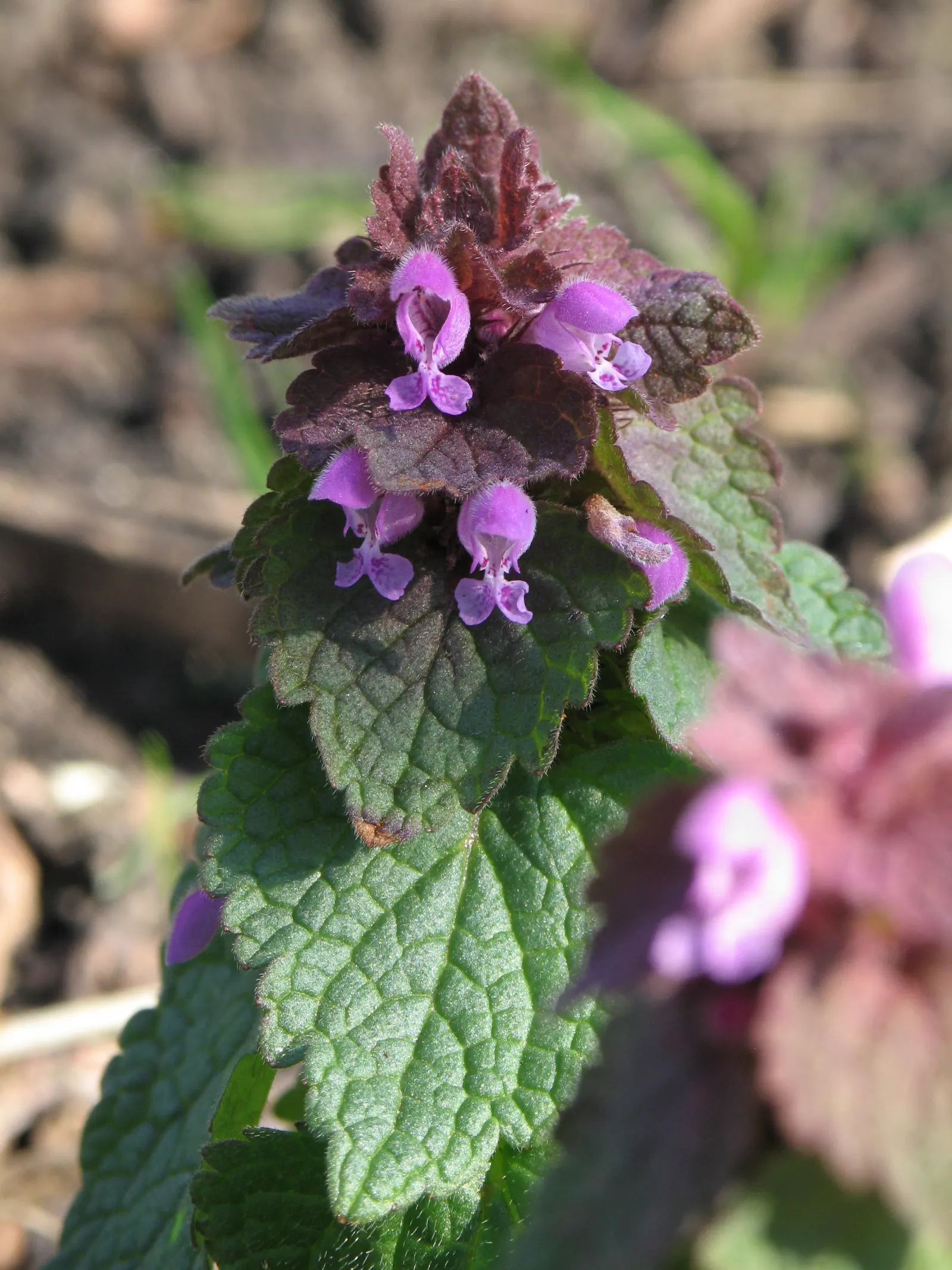 Dead Nettle (Lamium Maculatum) — and attraction of pollinators such as bees