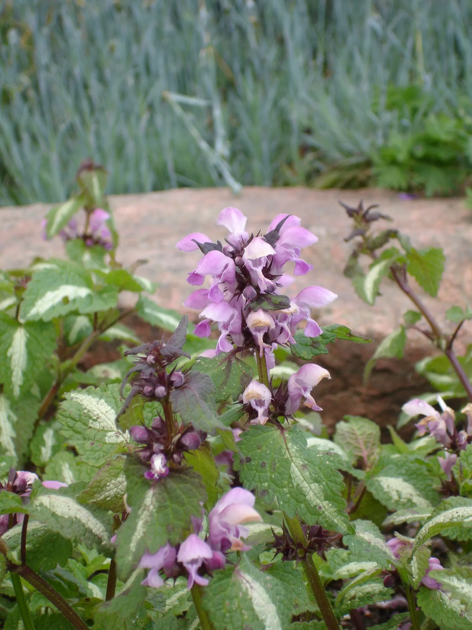 Dead Nettle (Lamium Maculatum) — When mapping out your landscape design; ground cover for half or shade, image 213