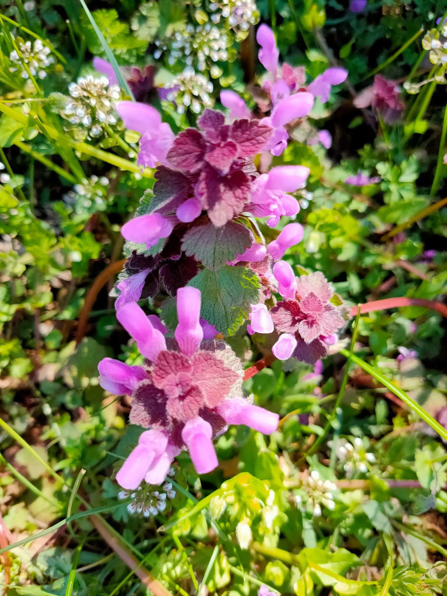 Dead Nettle (Lamium Maculatum) — This plant tolerates a variety of lighting conditions but favors partial to full shade; it's an ideal selection, image 89