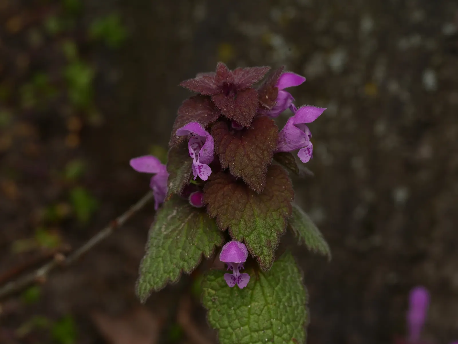 Dead Nettle (Lamium Maculatum) — Its low maintenance and deer resistance make it a preferred choice for woodland gardens and shaded borders, image 77