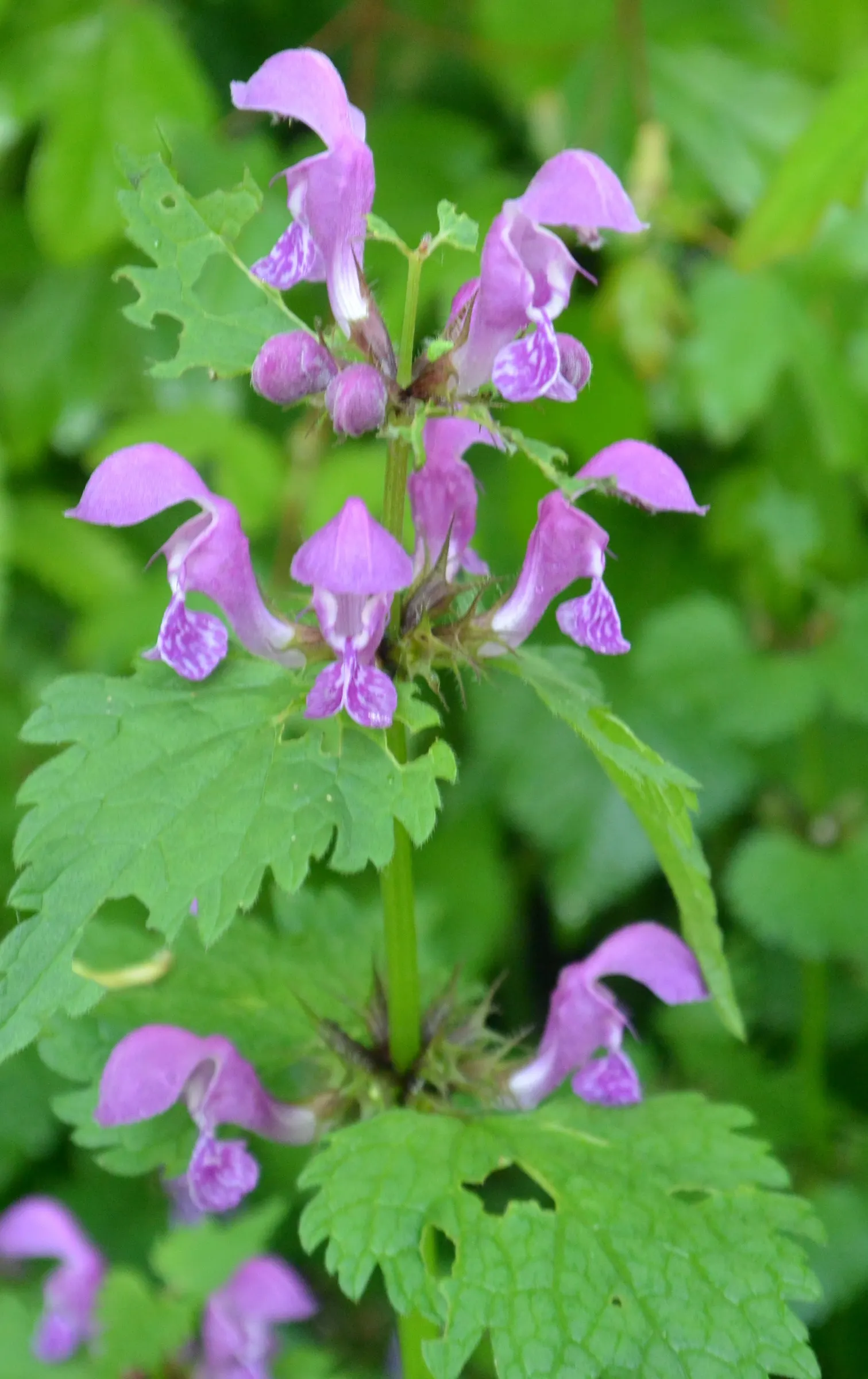 Dead Nettle (Lamium Maculatum) — adding a pop of color and aesthetic appeal; ground cover with pink and white and yellow blooms, image 182
