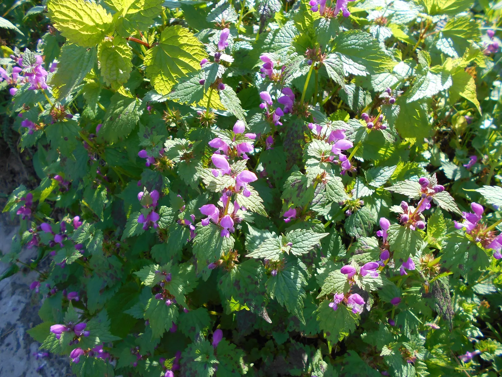 Dead Nettle (Lamium Maculatum) — These blooms contrast well with the foliage and can intermittently reappear throughout the growing season; blooms, image 183