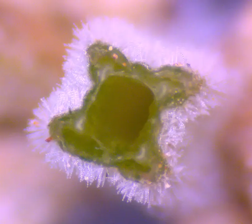 Dead Nettle (Lamium Maculatum) — Lamium maculatum is valued for its low maintenance needs; reaching 6-12 inches tall with a spread of 18-24 inches, image 90