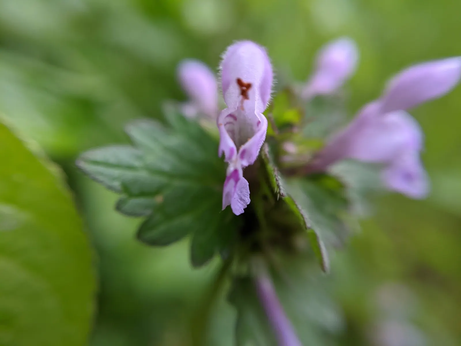 Dead Nettle (Lamium Maculatum) — ground cover with pink and white and yellow blooms; adding a pop of color and aesthetic appeal, image 71