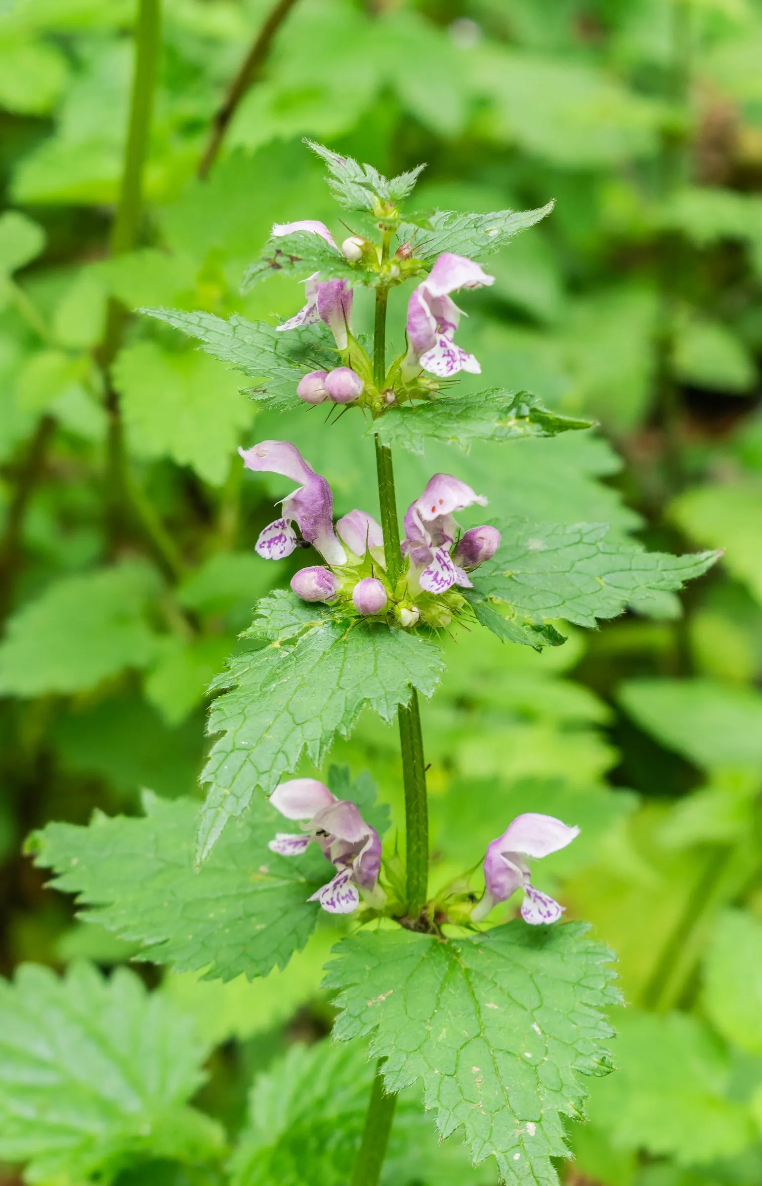 Dead Nettle (Lamium Maculatum) — is an herbaceous perennial that offers a multitude of benefits for both landscape design and the home gardener, image 223