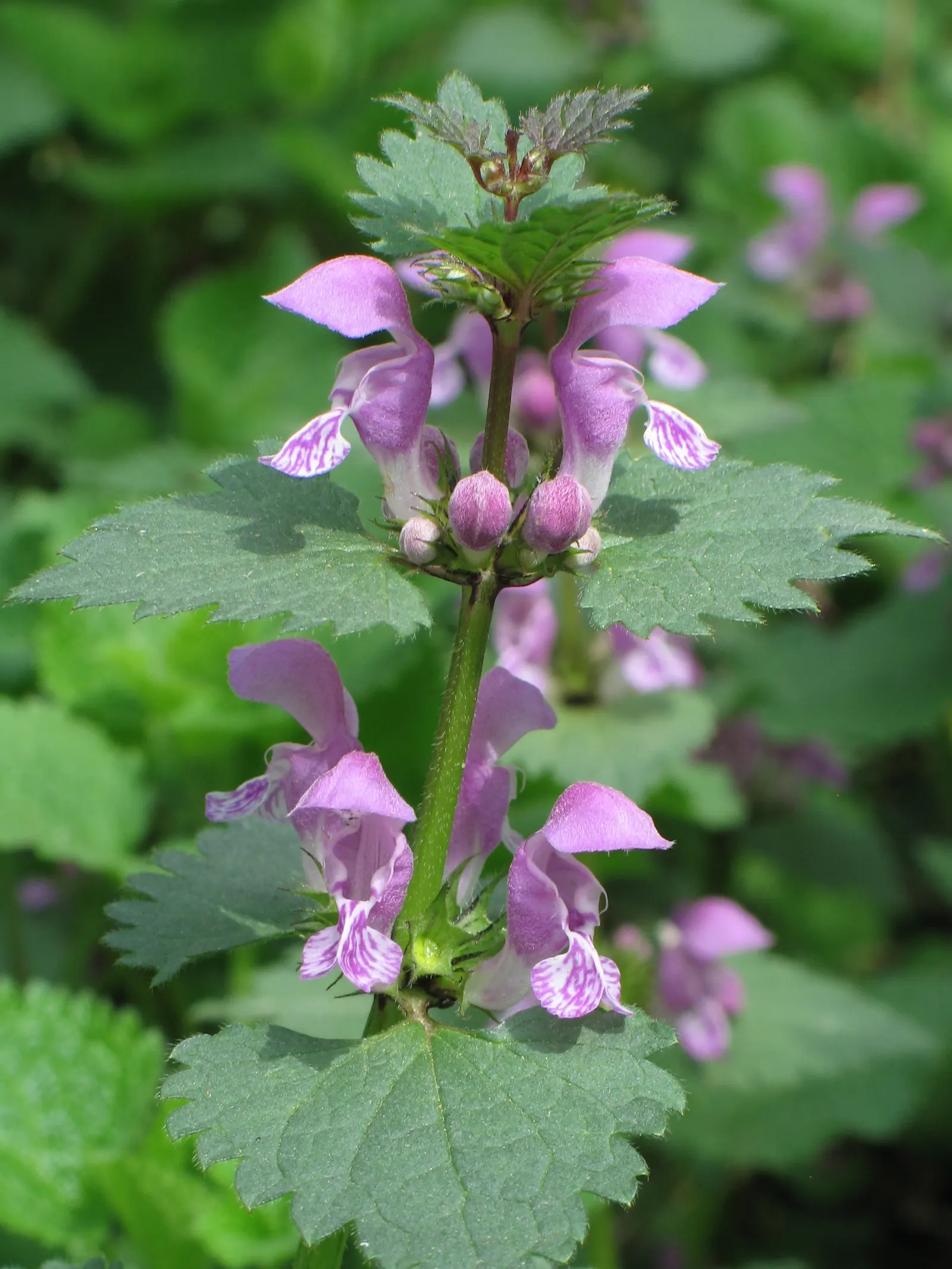 Dead Nettle (Lamium Maculatum) — ground cover with pink and white and yellow blooms; adding a pop of color and aesthetic appeal, image 239