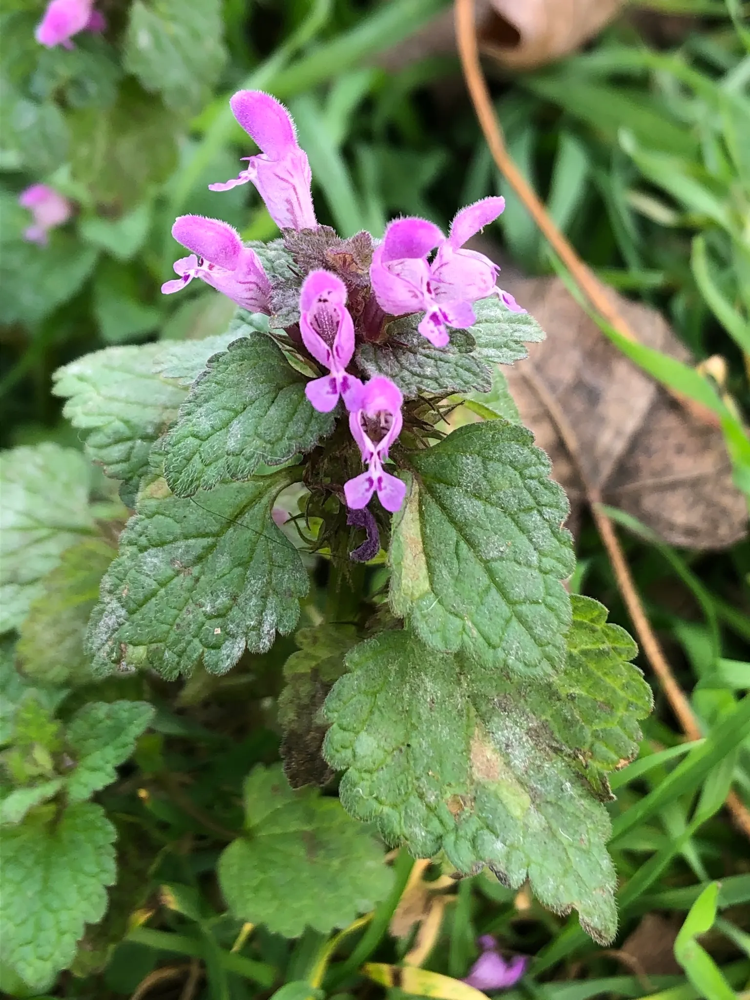 Dead Nettle (Lamium Maculatum) — this plant typically reaches a height of 6 to 12 inches with a spread of 18 to 24 inches; during late spring to, image 81