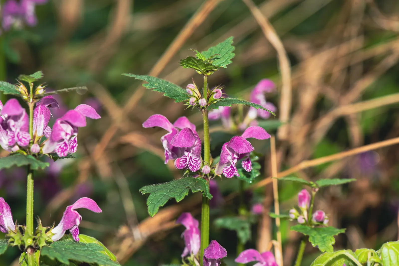 Dead Nettle (Lamium Maculatum) — This plant tolerates a variety of lighting conditions but favors partial to full shade; it's an ideal selection, image 209