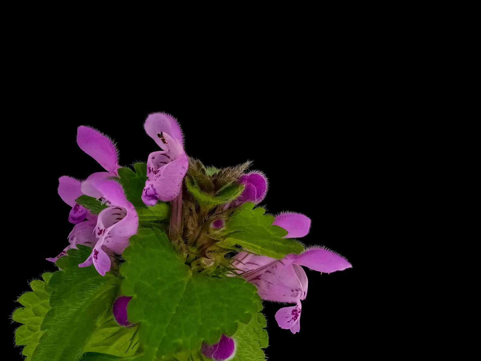 Dead Nettle (Lamium Maculatum) — ground cover with pink and white and yellow blooms; adding a pop of color and aesthetic appeal, image 95