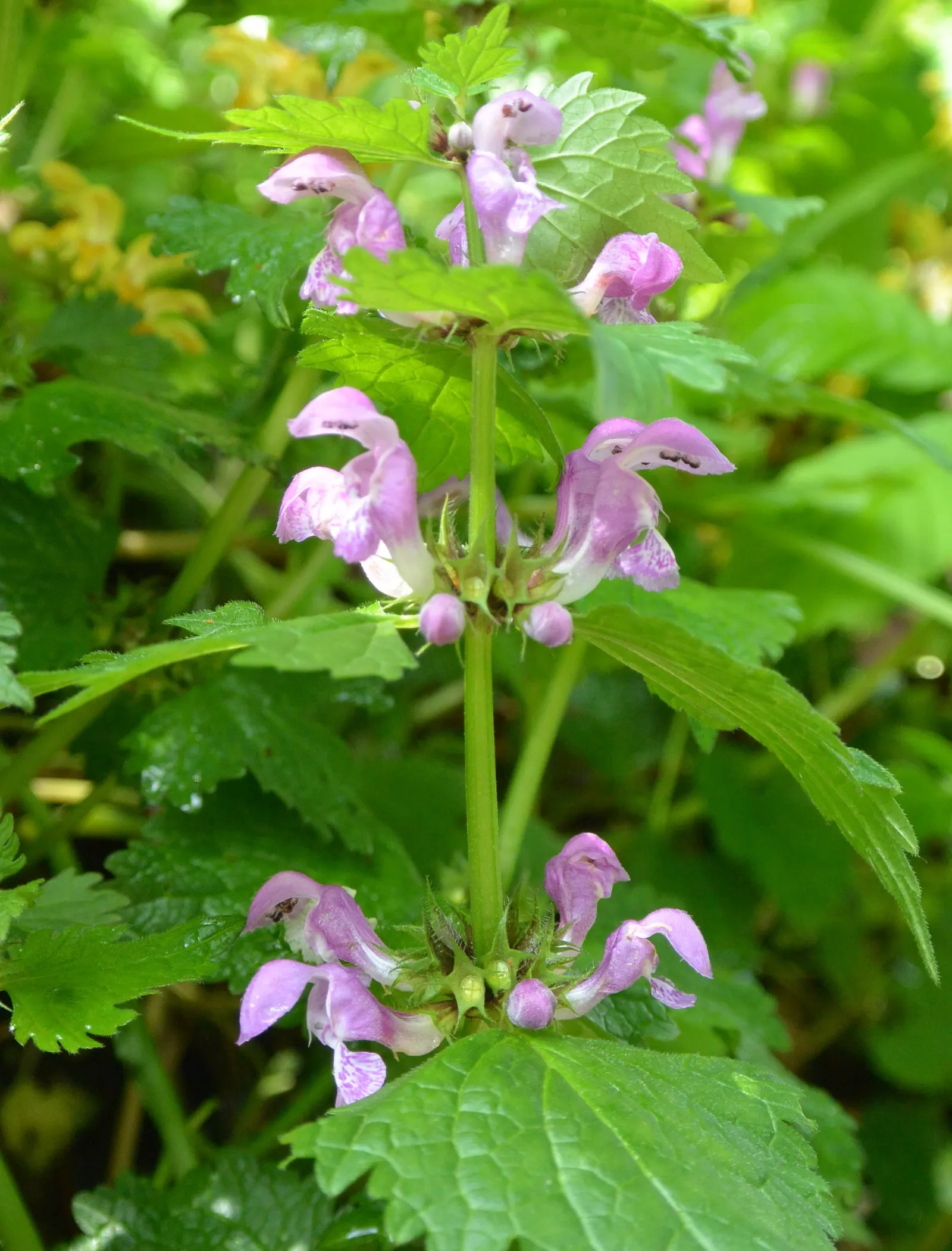 Dead Nettle (Lamium Maculatum) — ground cover with pink and white and yellow blooms; adding a pop of color and aesthetic appeal, image 215