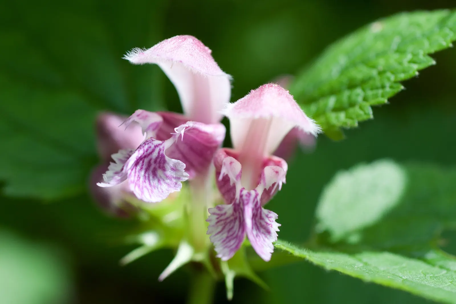 Dead Nettle (Lamium Maculatum) — adding a pop of color and aesthetic appeal; ground cover with pink and white and yellow blooms, image 230