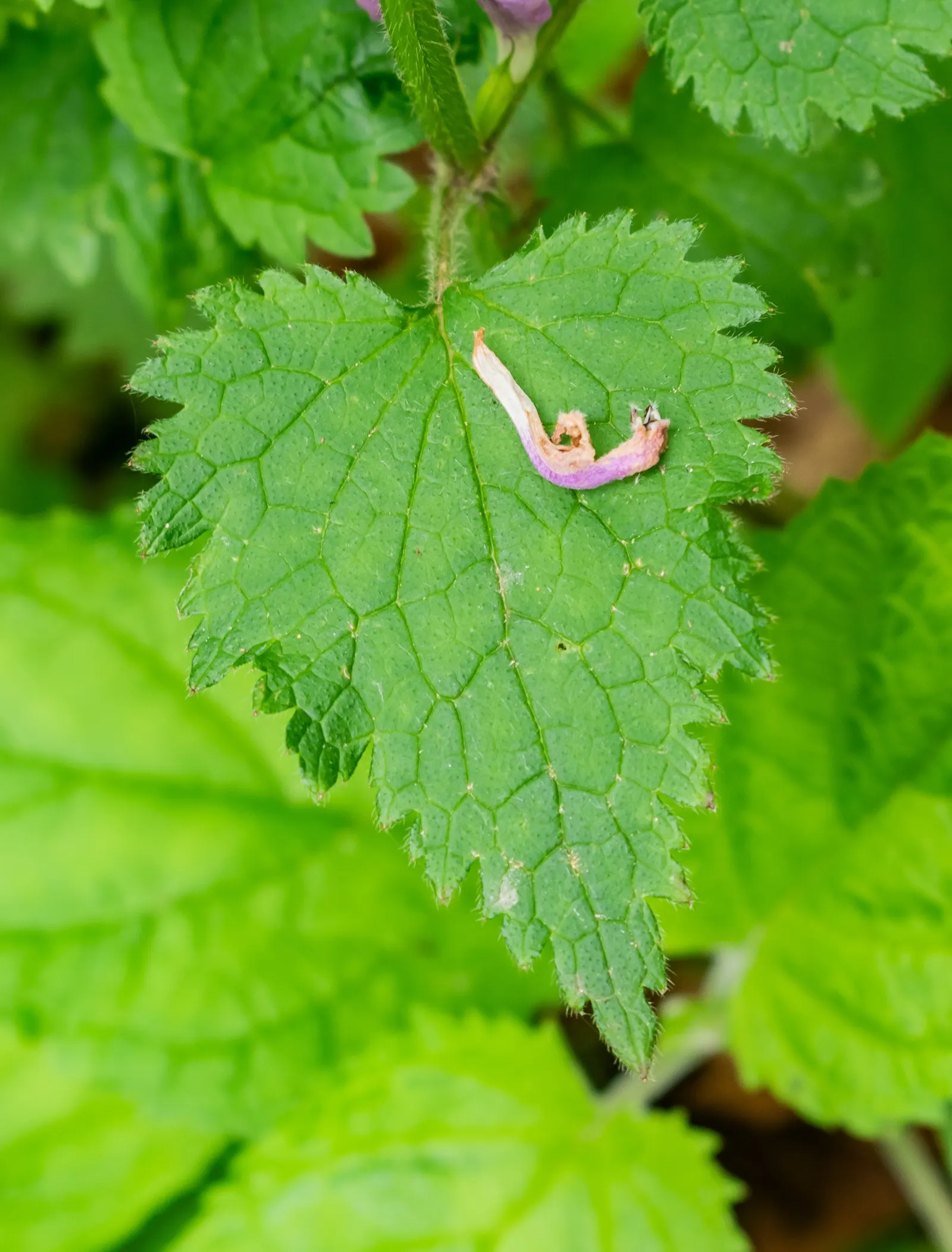 Dead Nettle (Lamium Maculatum) — heart-shaped green leaves; is a shade-tolerant perennial with variegated foliage and hooded pink, image 227