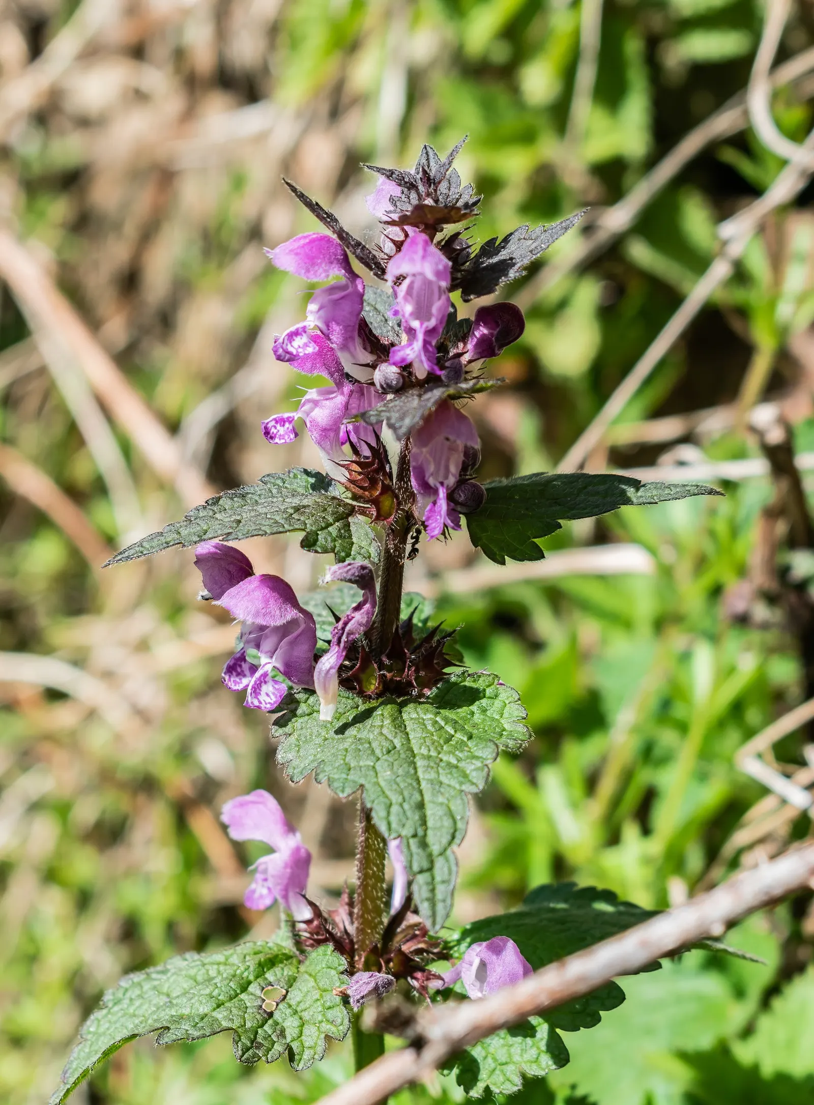 Dead Nettle (Lamium Maculatum) — this plant typically reaches a height of 6 to 12 inches with a spread of 18 to 24 inches; during late spring to, image 201