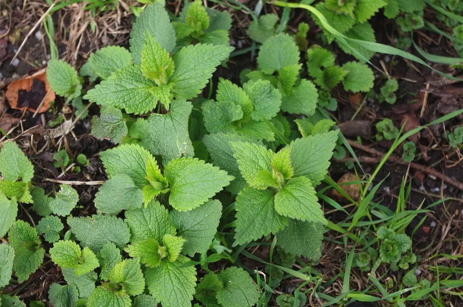 Dead Nettle (Lamium Maculatum) — pink and white and yellow flowers in the garden; is an herbaceous perennial that offers a multitude of benefits, image 94
