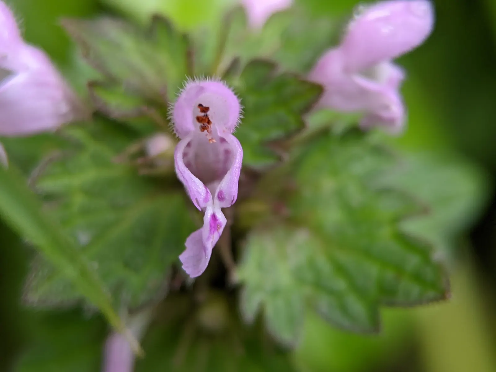 Dead Nettle (Lamium Maculatum) — Lamium maculatum is valued for its low maintenance needs; reaching 6-12 inches tall with a spread of 18-24 inches, image 66