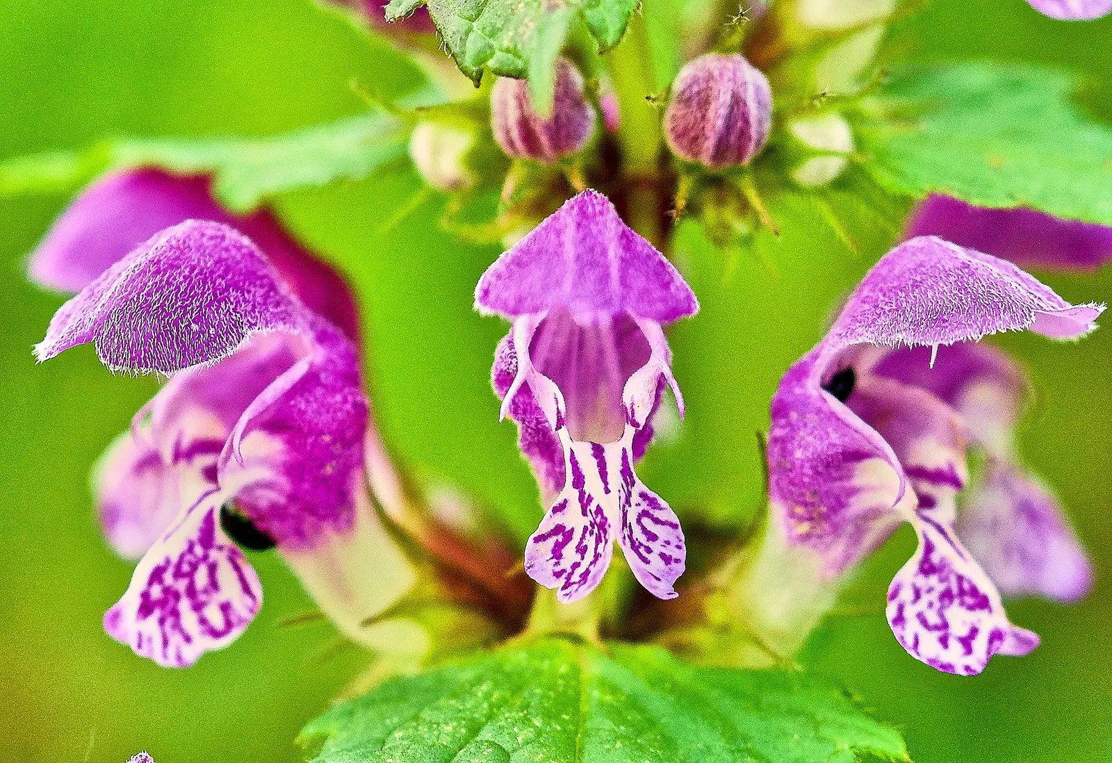 Dead Nettle (Lamium Maculatum) — tubular flowers bloom in shades of pink; well-drained soil with a pH that is neutral to slightly acidic, image 229