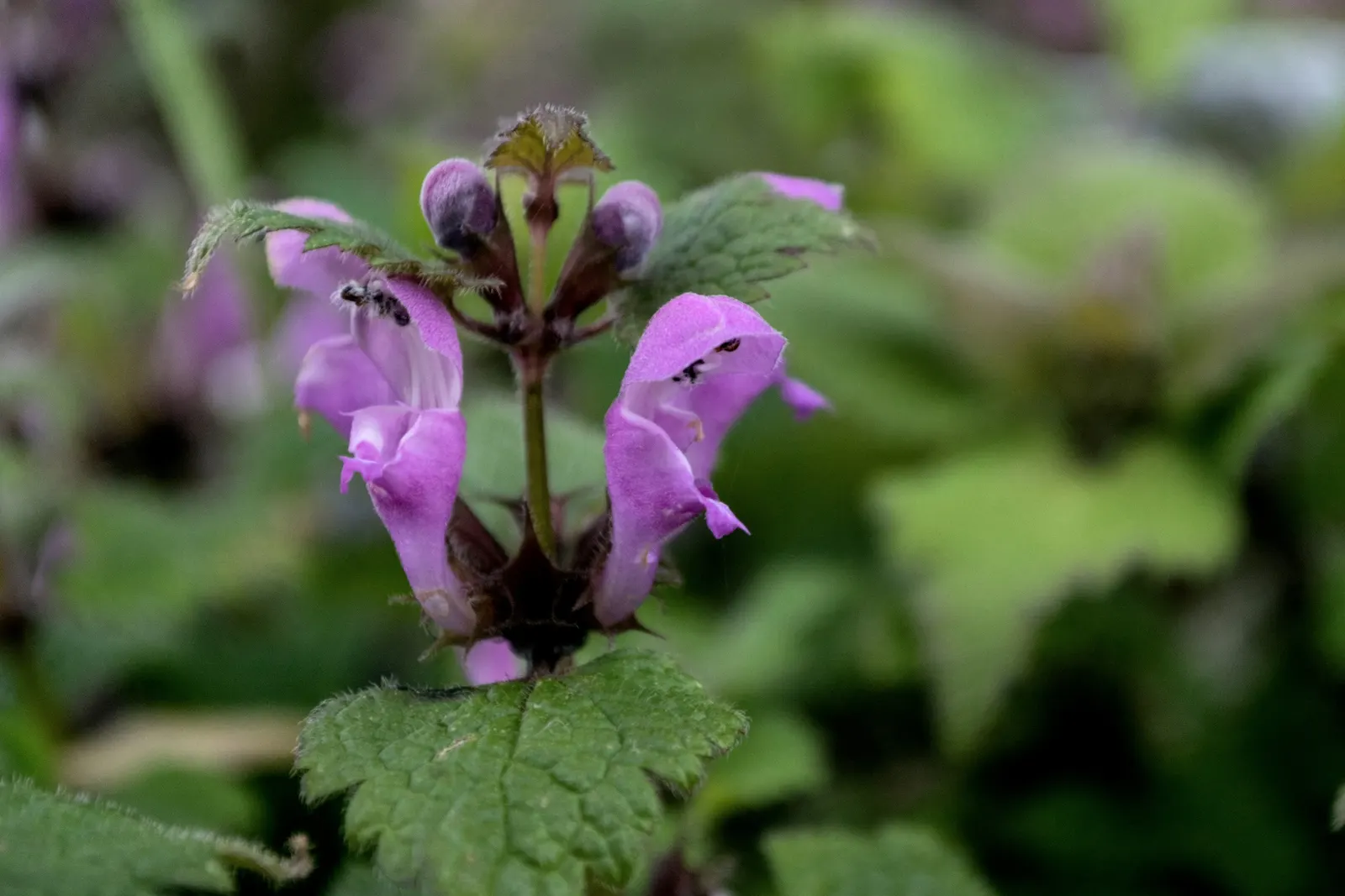 Dead Nettle (Lamium Maculatum) — this plant typically reaches a height of 6 to 12 inches with a spread of 18 to 24 inches; during late spring to, image 177
