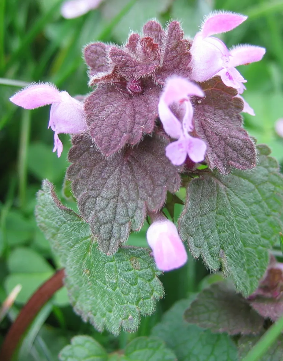 Dead Nettle (Lamium Maculatum) — tubular flowers bloom in shades of pink; well-drained soil with a pH that is neutral to slightly acidic, image 85