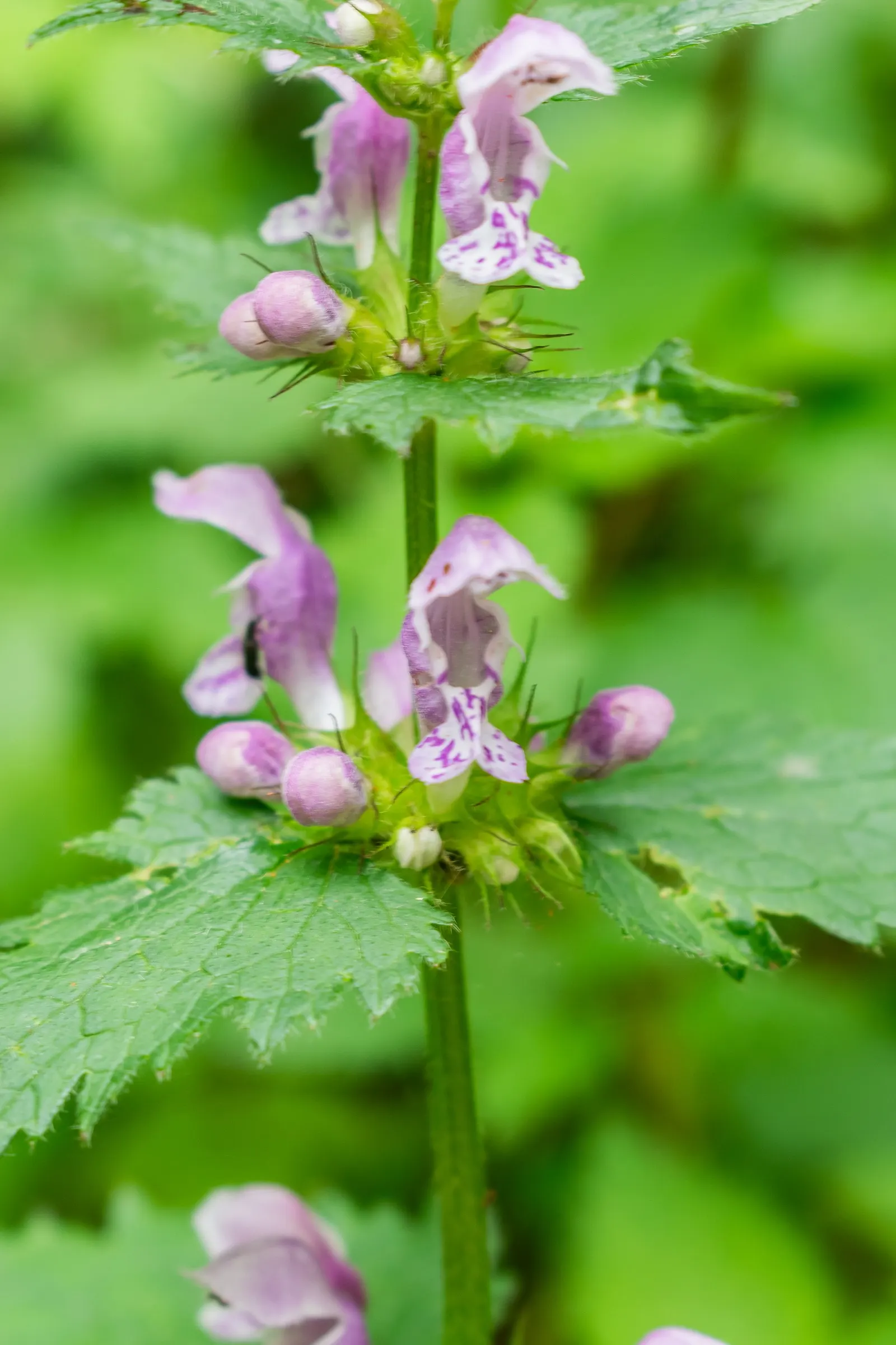Dead Nettle (Lamium Maculatum) — These blooms contrast well with the foliage and can intermittently reappear throughout the growing season; blooms, image 231