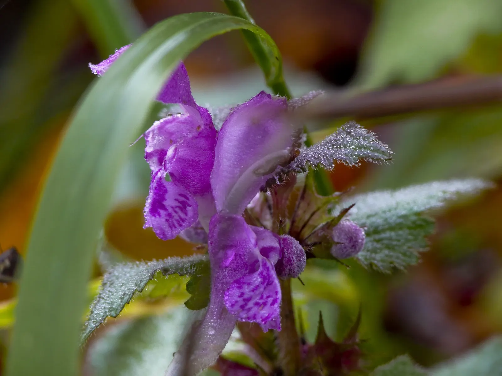 Dead Nettle (Lamium Maculatum) — ground cover for half or shade; when mapping out your landscape design, image 240