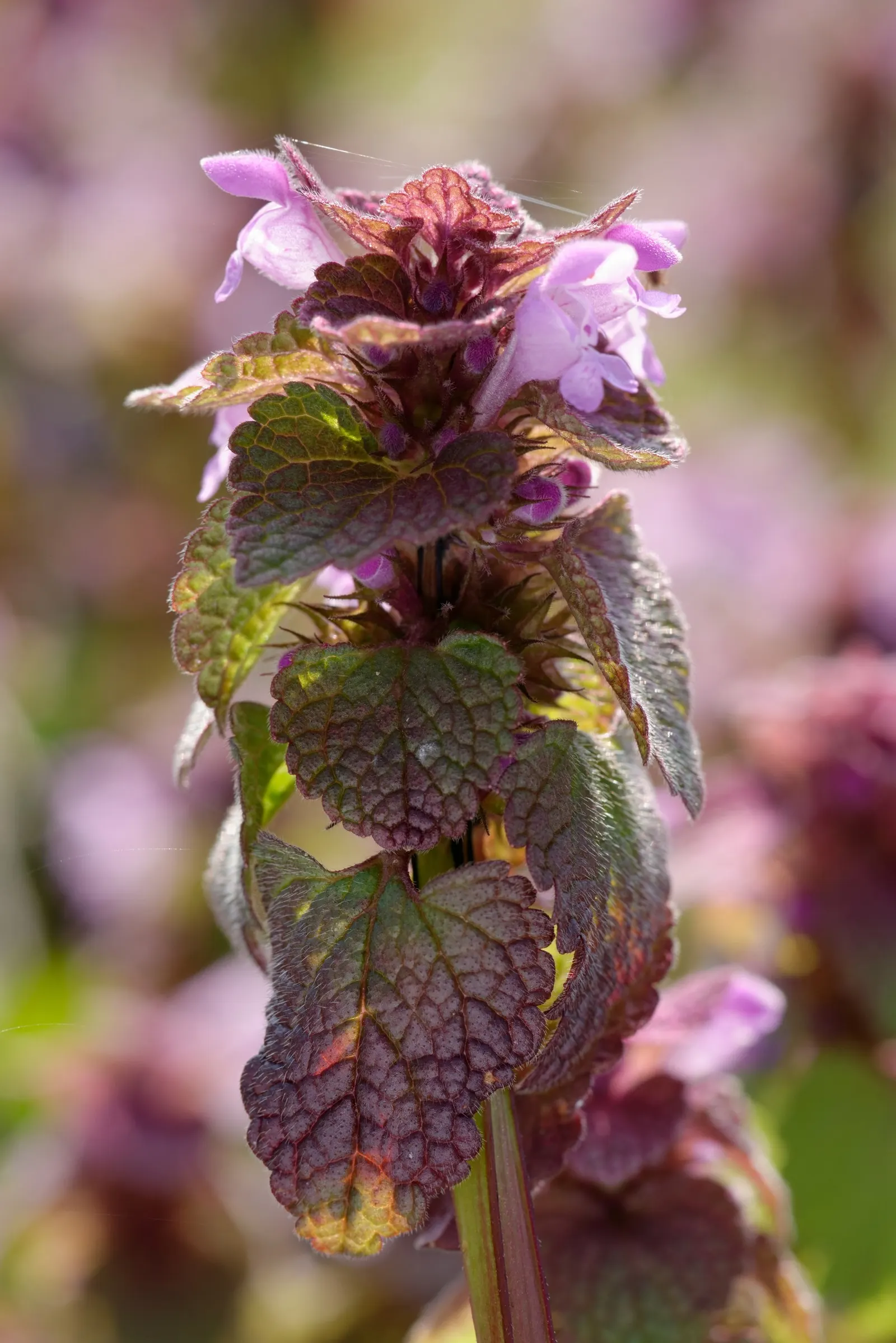 Dead Nettle (Lamium Maculatum) — well-drained soil with a pH that is neutral to slightly acidic
