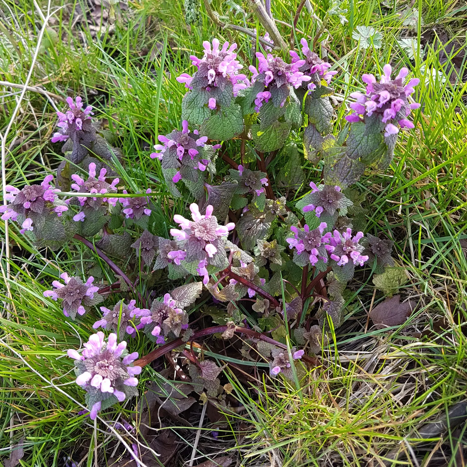 Dead Nettle (Lamium Maculatum) — It's an ideal selection for a client seeking to add texture and coverage with minimal upkeep; this plant tolerates a variety