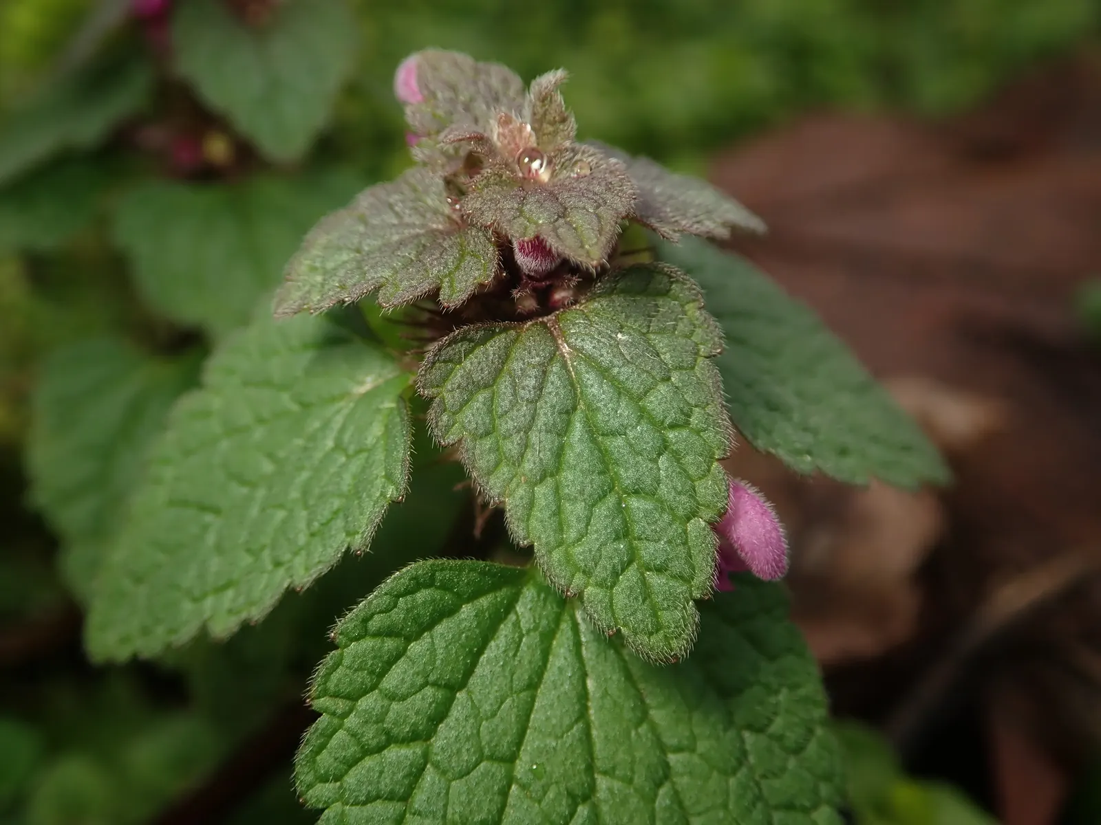 Dead Nettle (Lamium Maculatum) — well-drained soil with a pH that is neutral to slightly acidic; tubular flowers bloom in shades of pink, image 88