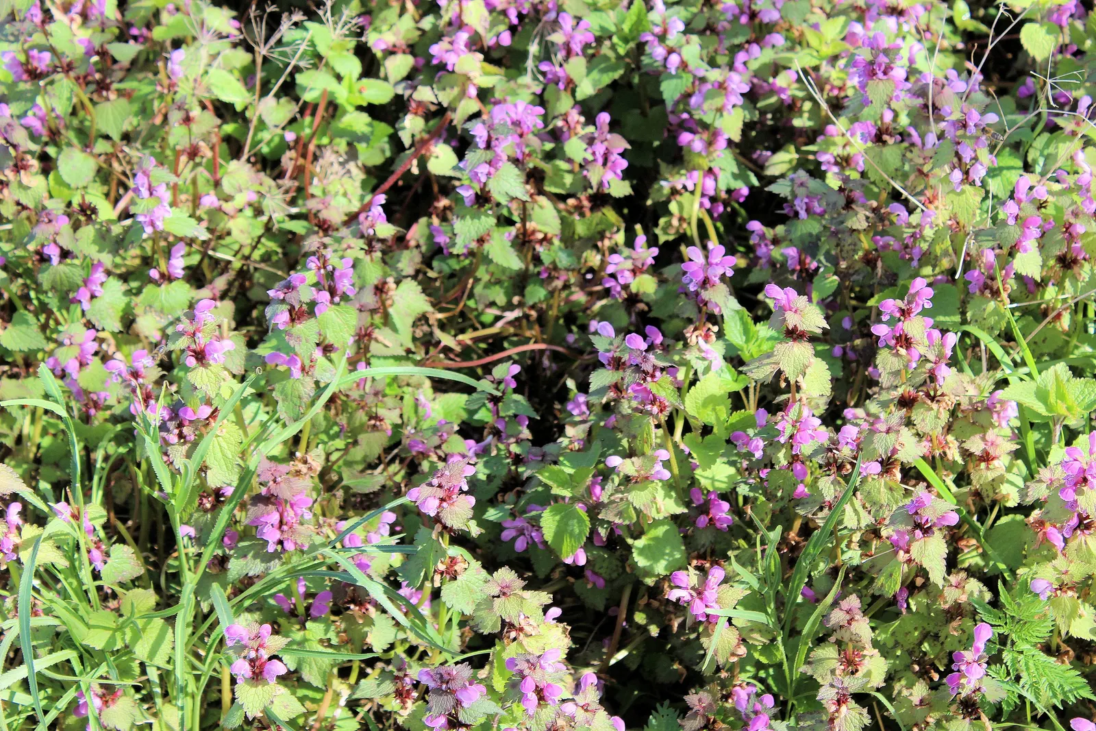 Dead Nettle (Lamium Maculatum) — It's an ideal selection for a client seeking to add texture and coverage with minimal upkeep; this plant tolerates, image 236
