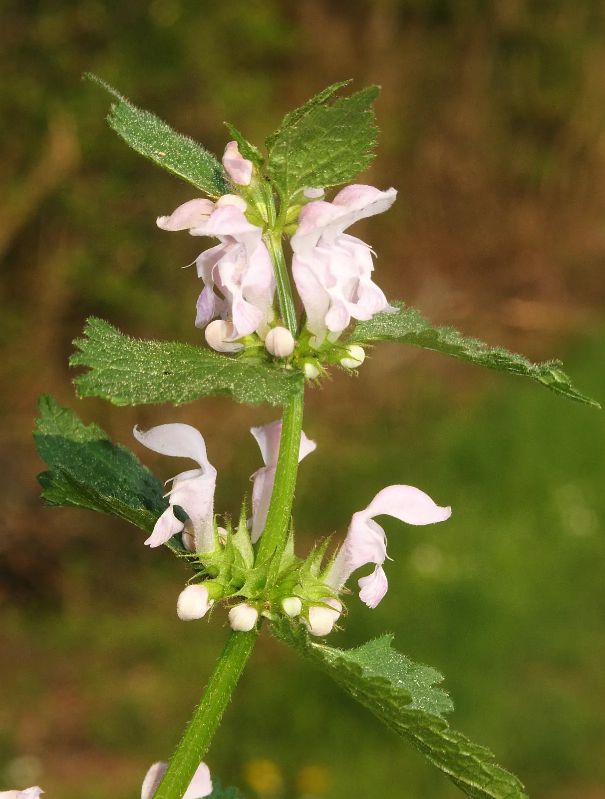 Dead Nettle (Lamium Maculatum) — and attraction of pollinators such as bees; with a distinctive silver marking on the broad, image 187