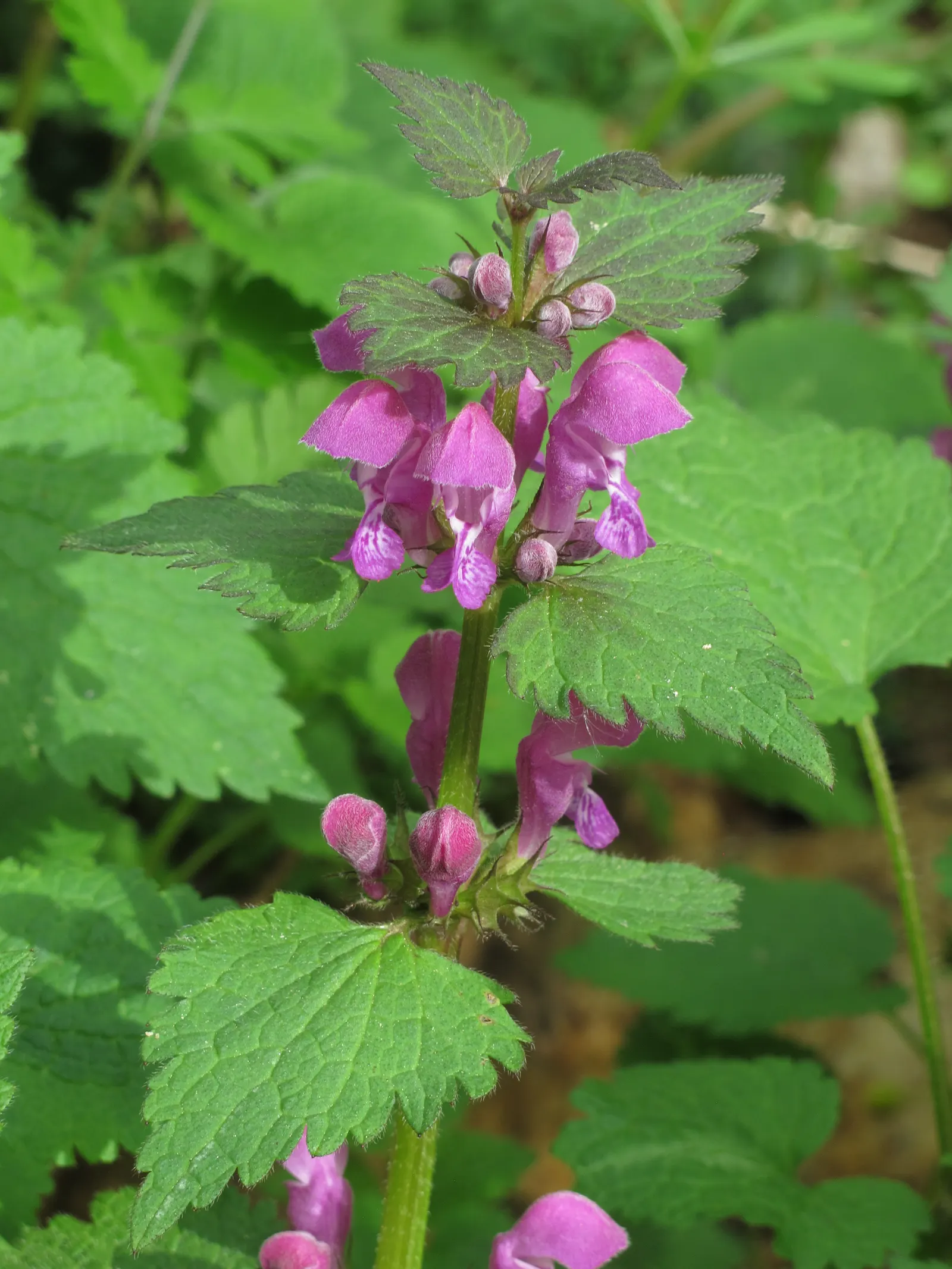 Dead Nettle (Lamium Maculatum) — During late spring to early summer; this plant typically reaches a height of 6 to 12 inches with a spread of 18 to, image 60